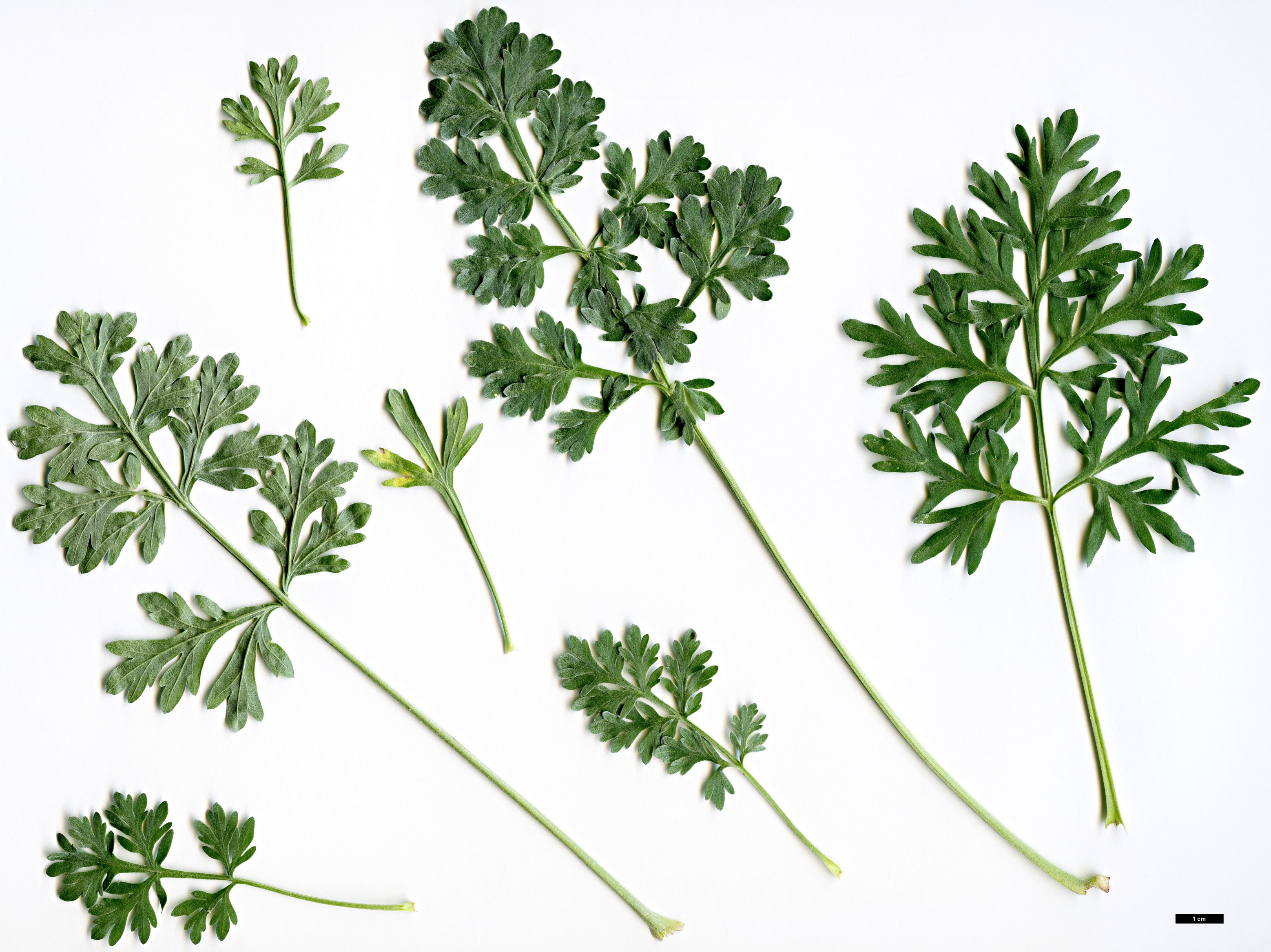 High resolution image: Family: Asteraceae - Genus: Artemisia - Taxon: absinthium