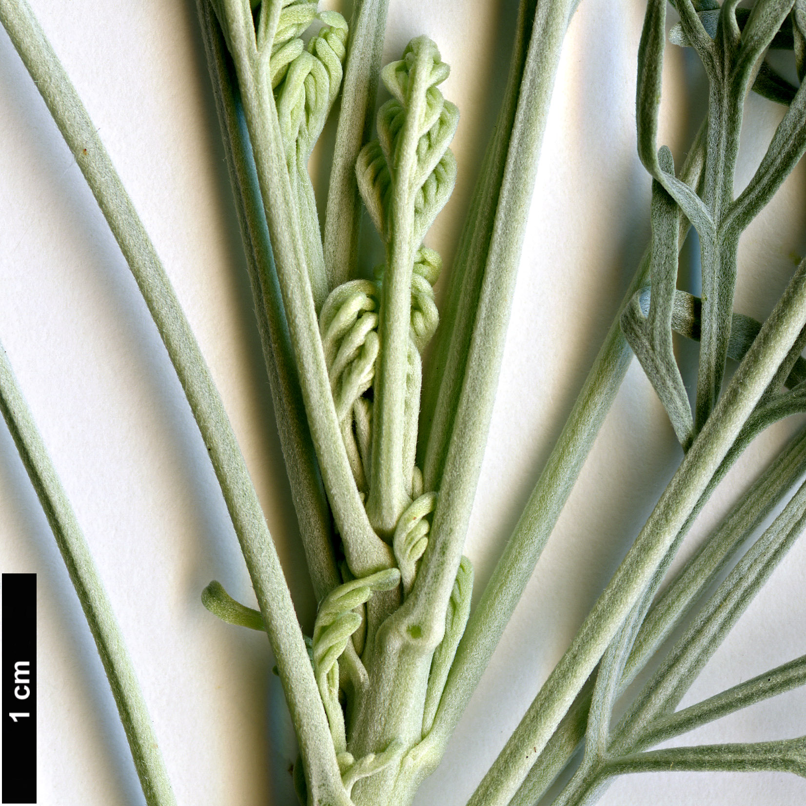 High resolution image: Family: Asteraceae - Genus: Artemisia - Taxon: arborescens