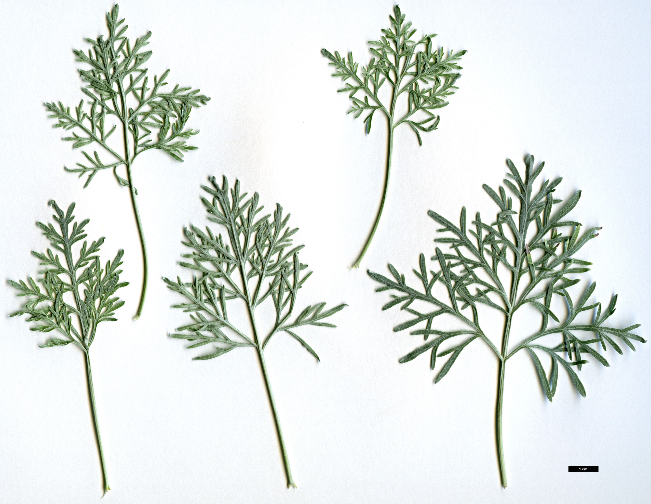 High resolution image: Family: Asteraceae - Genus: Artemisia - Taxon: arborescens