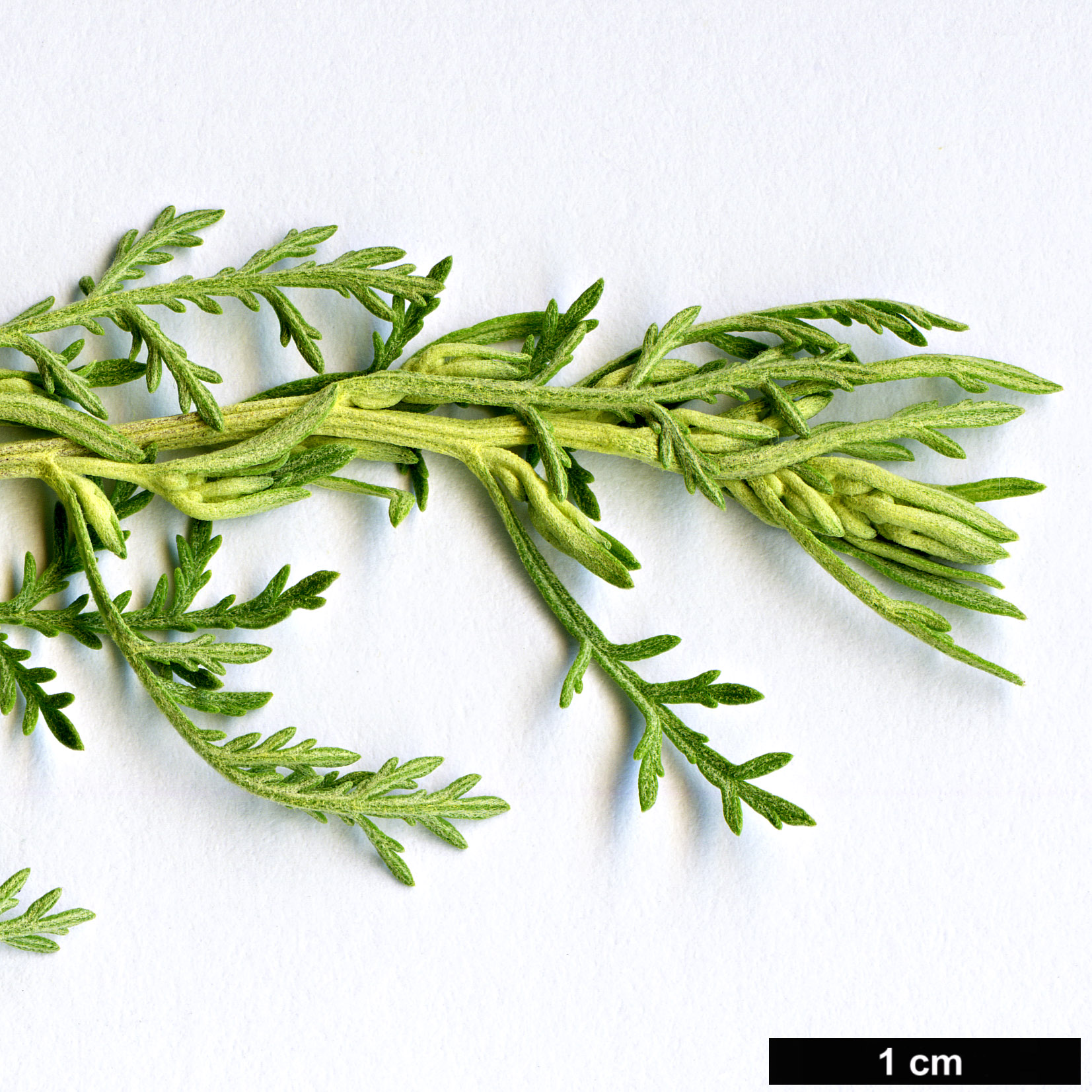 High resolution image: Family: Asteraceae - Genus: Artemisia - Taxon: molinieri