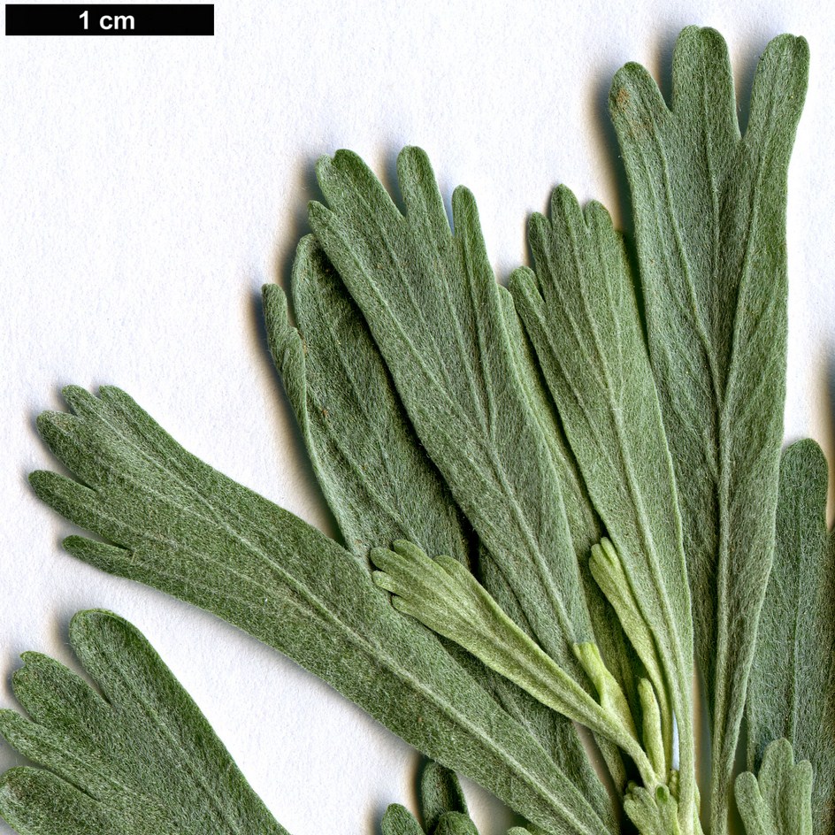 High resolution image: Family: Asteraceae - Genus: Artemisia - Taxon: tridentata
