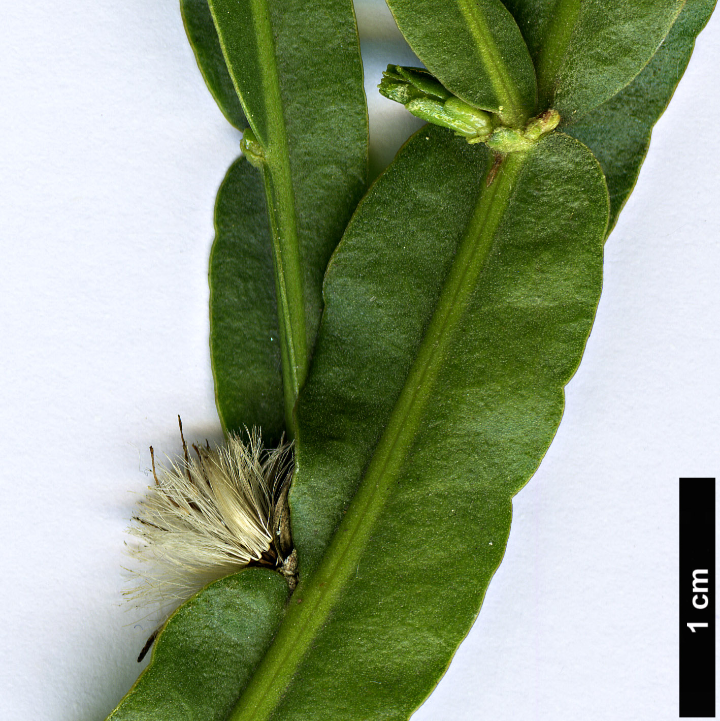 High resolution image: Family: Asteraceae - Genus: Baccharis - Taxon: genistelloides