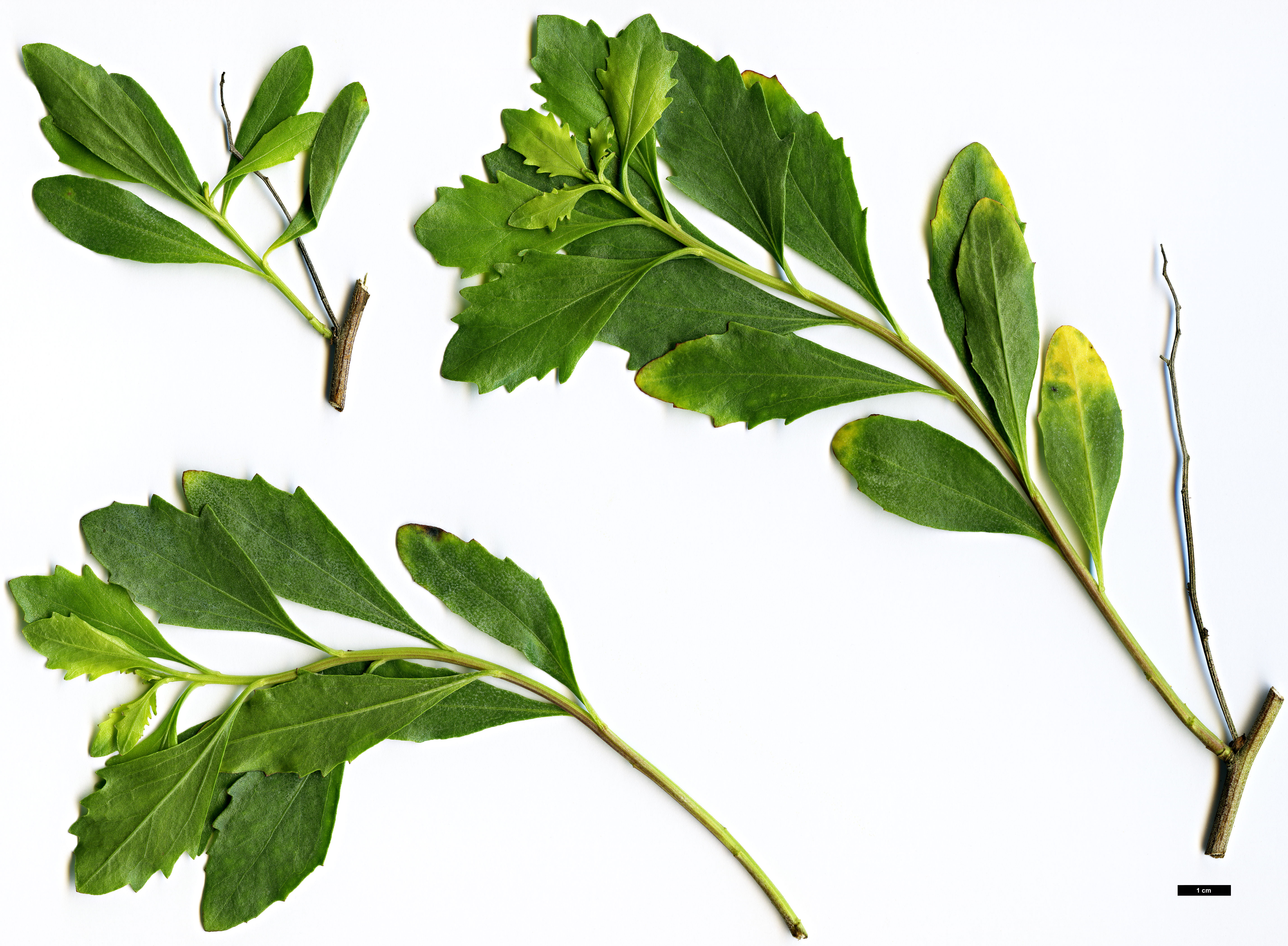 High resolution image: Family: Asteraceae - Genus: Baccharis - Taxon: halimifolia