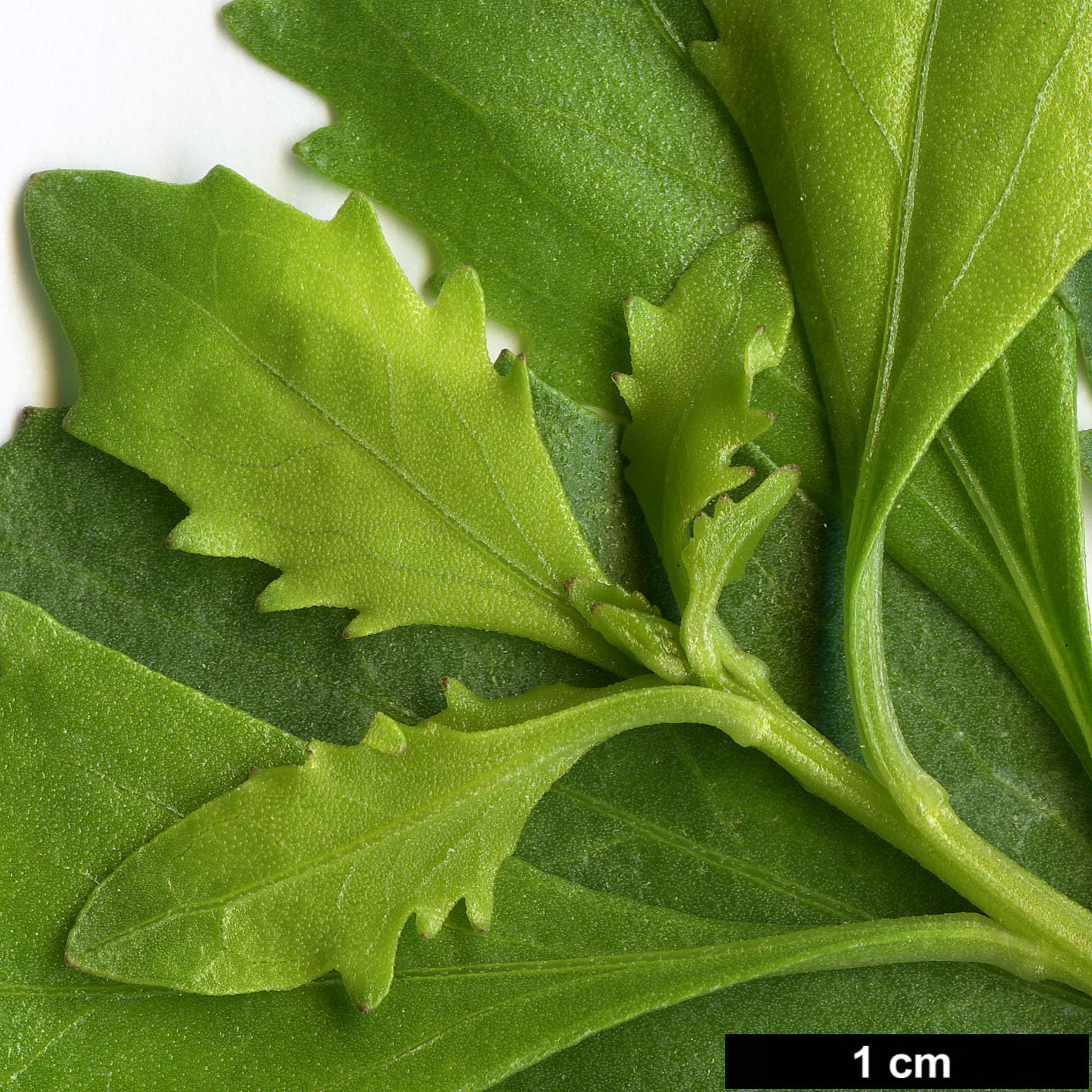 High resolution image: Family: Asteraceae - Genus: Baccharis - Taxon: halimifolia