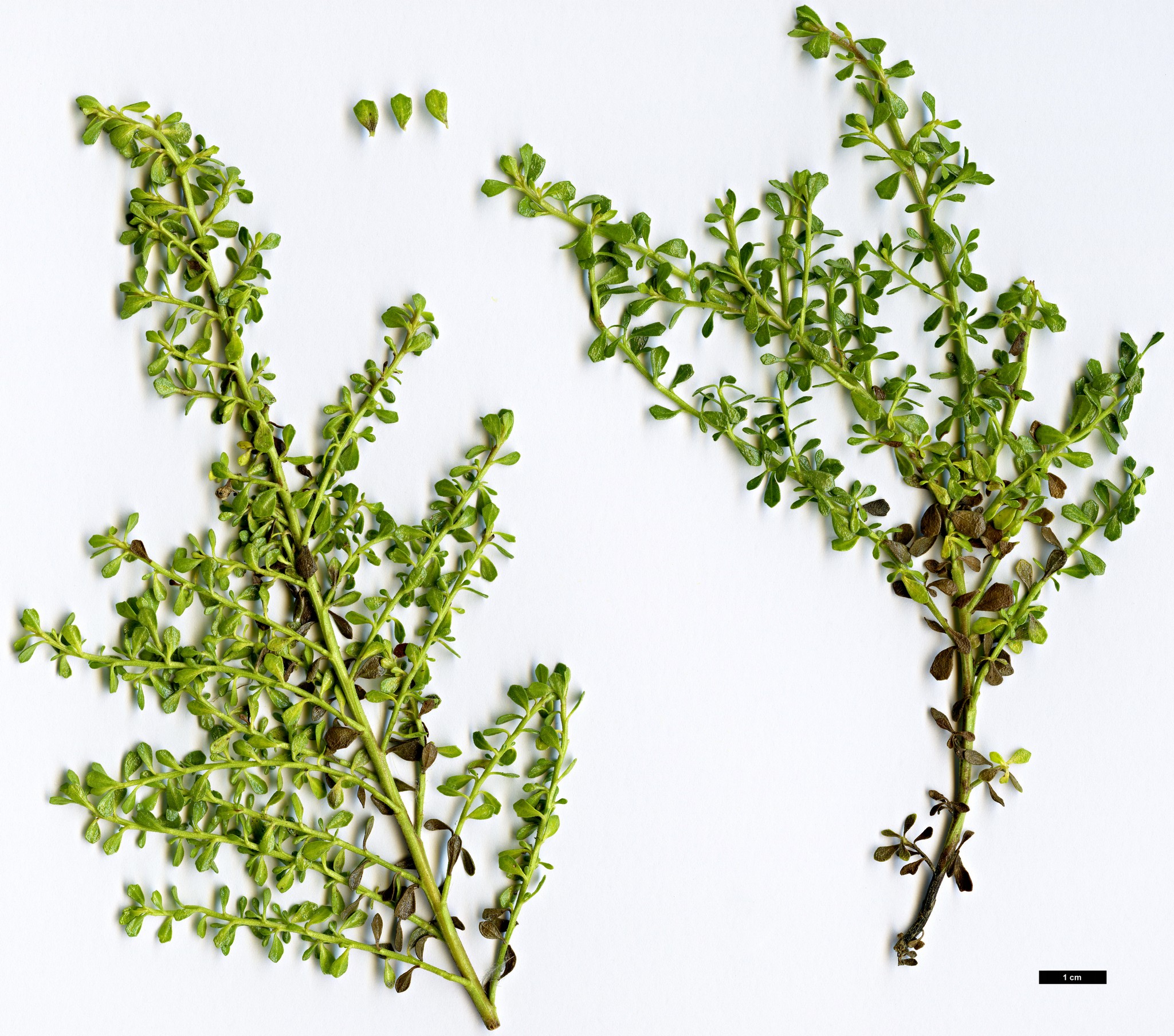 High resolution image: Family: Asteraceae - Genus: Baccharis - Taxon: magellanica