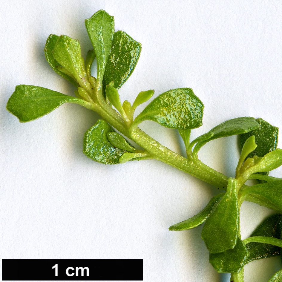 High resolution image: Family: Asteraceae - Genus: Baccharis - Taxon: magellanica