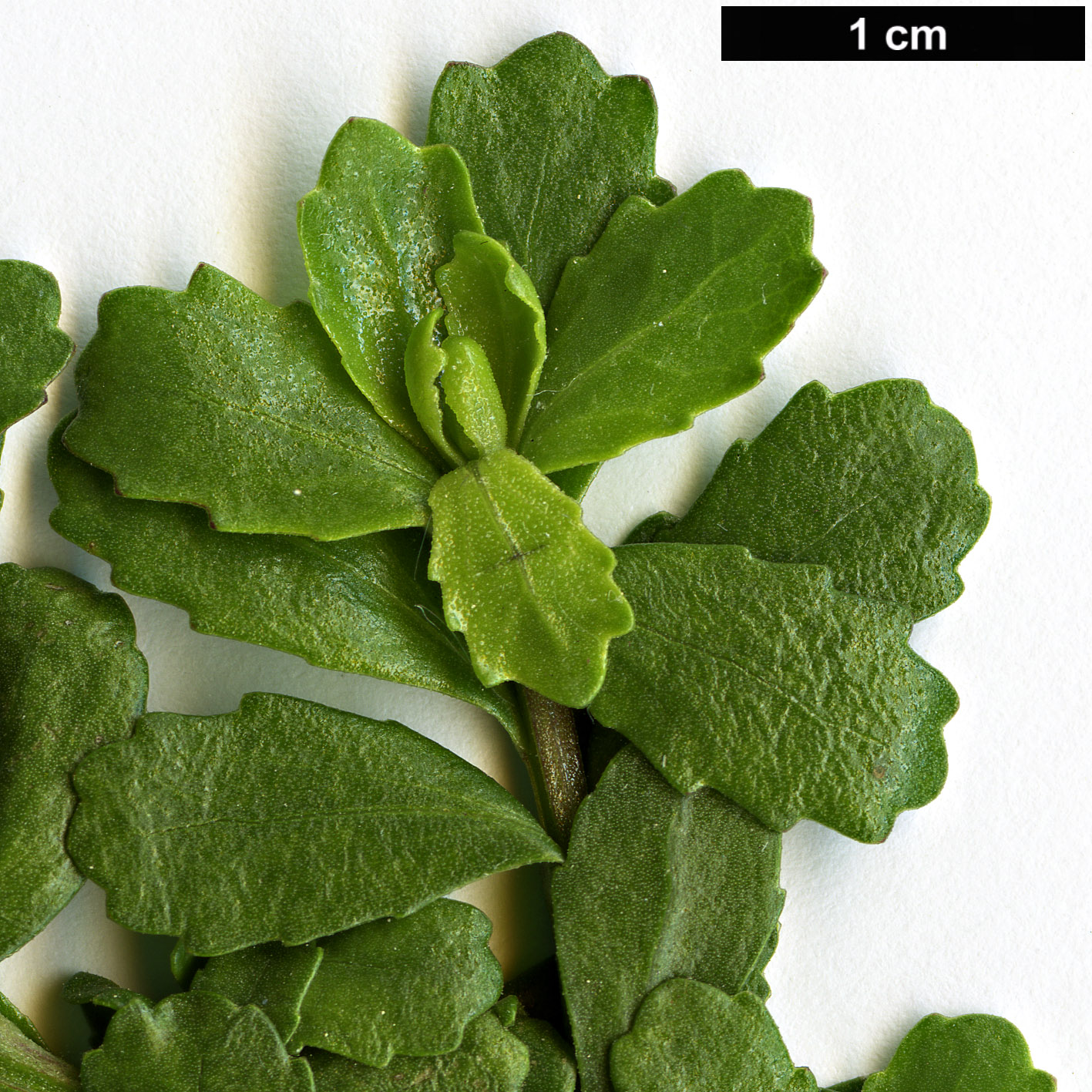 High resolution image: Family: Asteraceae - Genus: Baccharis - Taxon: obovata