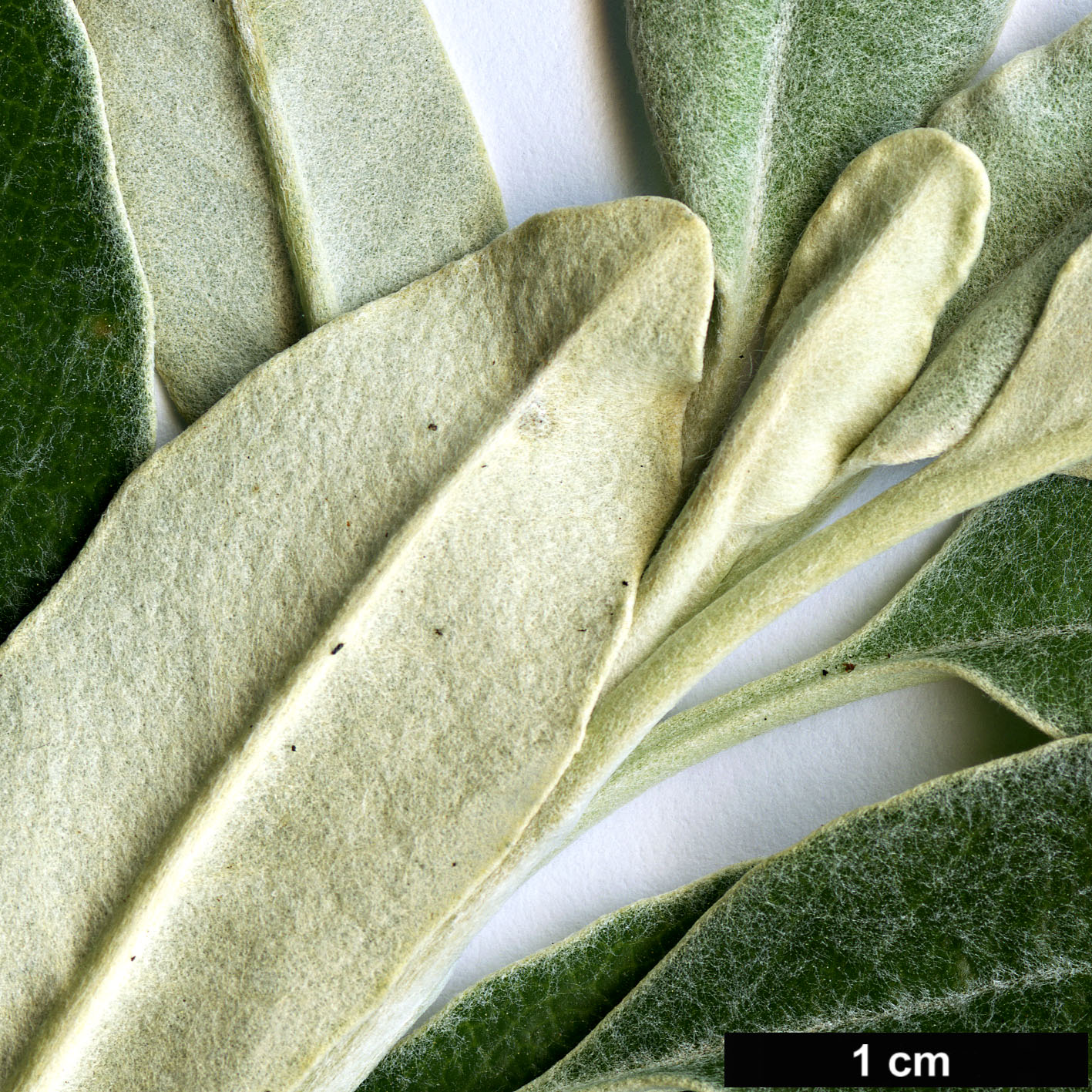 High resolution image: Family: Asteraceae - Genus: Brachyglottis - Taxon: greyi