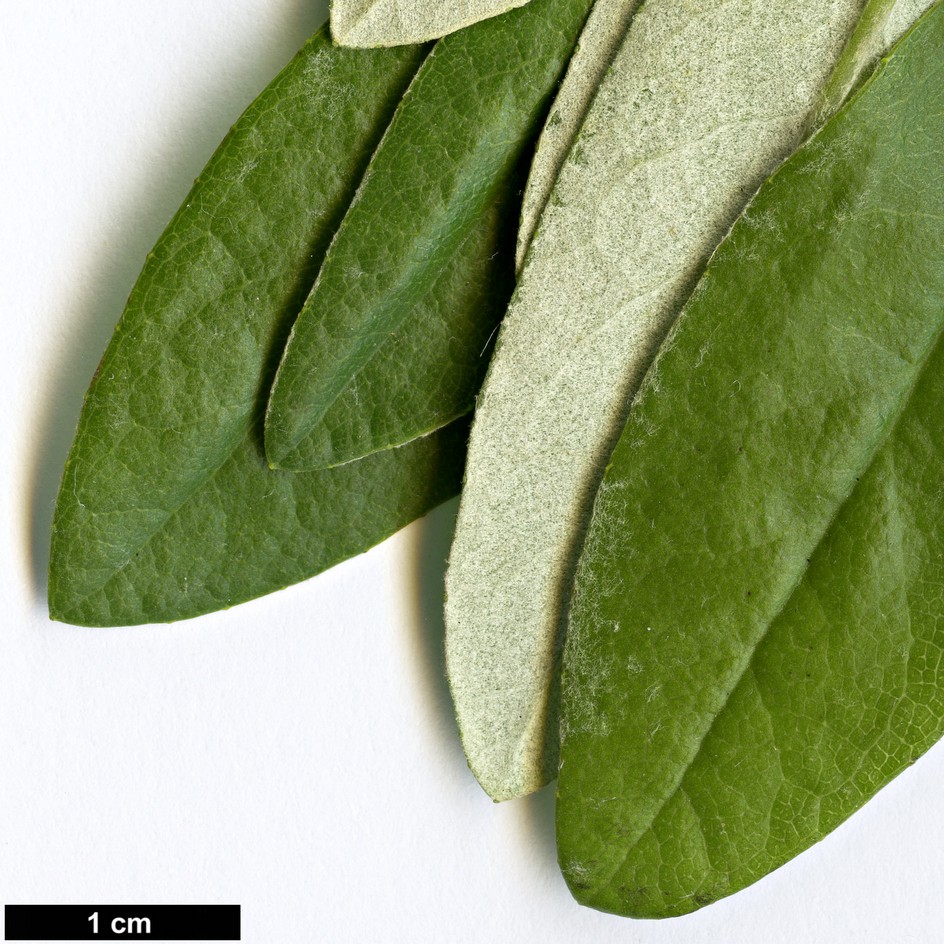 High resolution image: Family: Asteraceae - Genus: Brachyglottis - Taxon: huntii