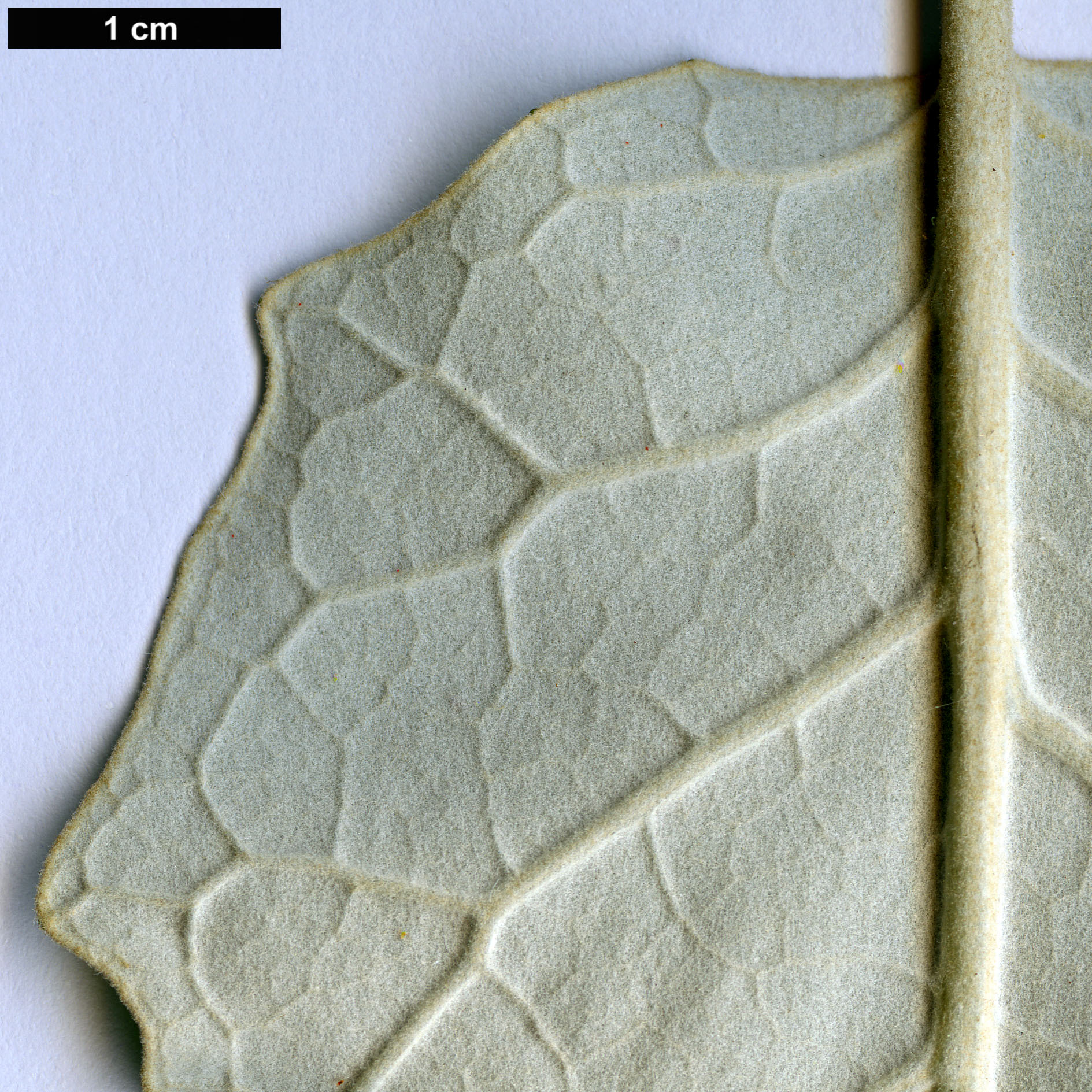 High resolution image: Family: Asteraceae - Genus: Brachyglottis - Taxon: repanda