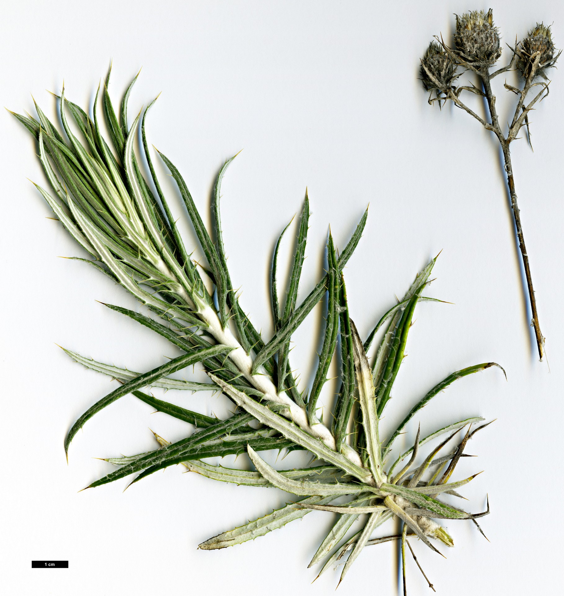 High resolution image: Family: Asteraceae - Genus: Carlina - Taxon: xeranthemoides