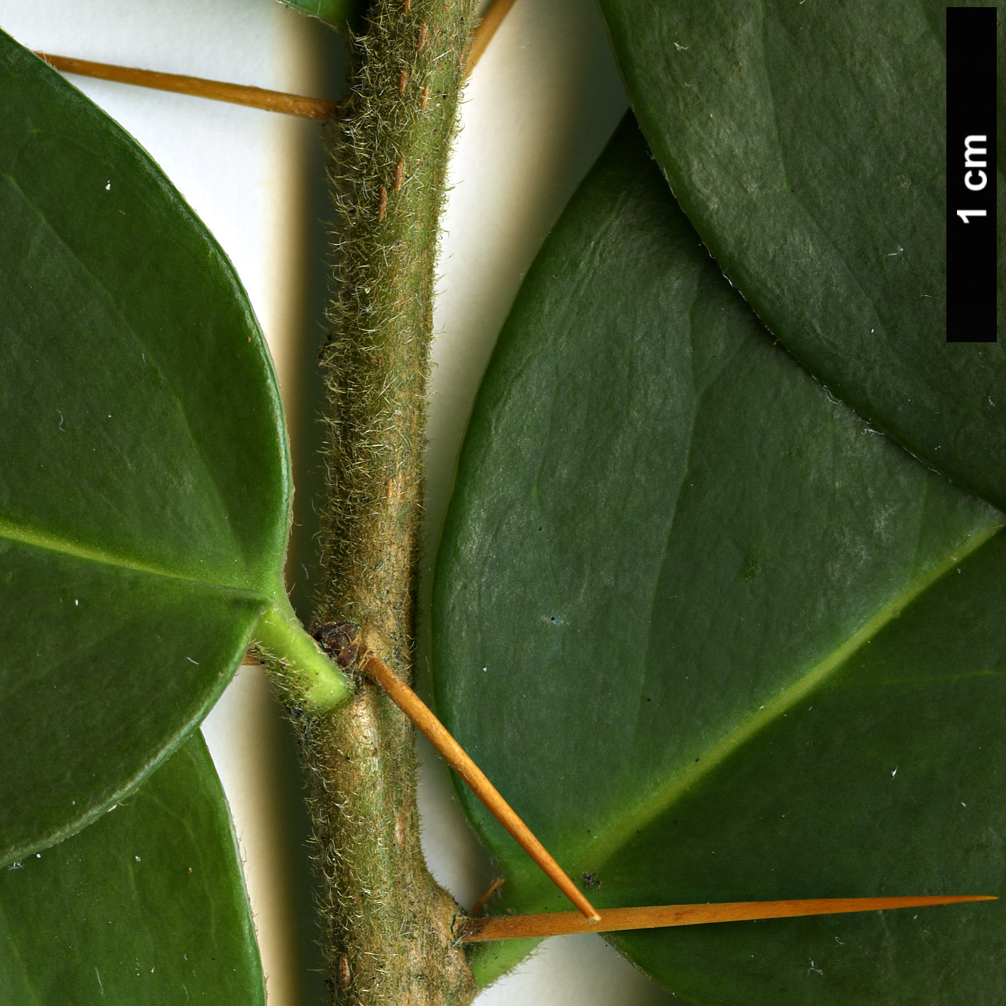 High resolution image: Family: Asteraceae - Genus: Dasyphyllum - Taxon: diacanthoides