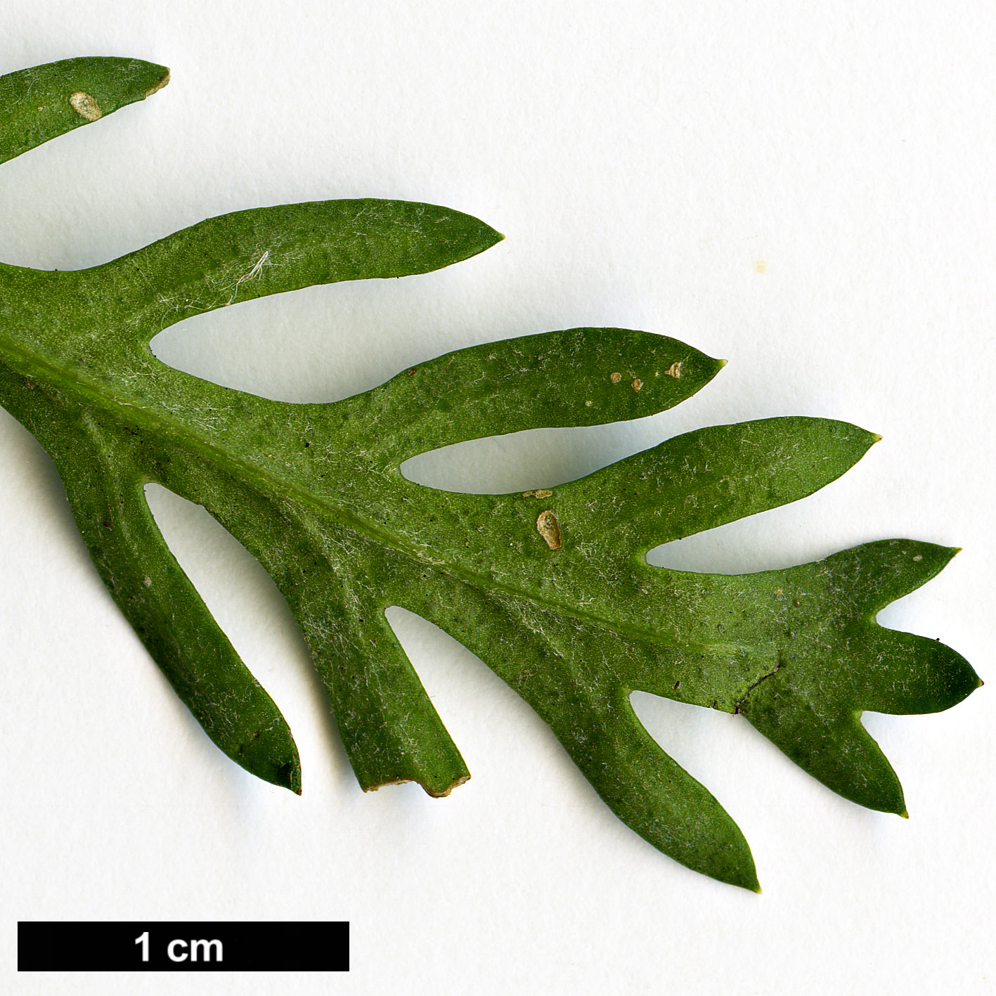 High resolution image: Family: Asteraceae - Genus: Euryops - Taxon: pectinatus