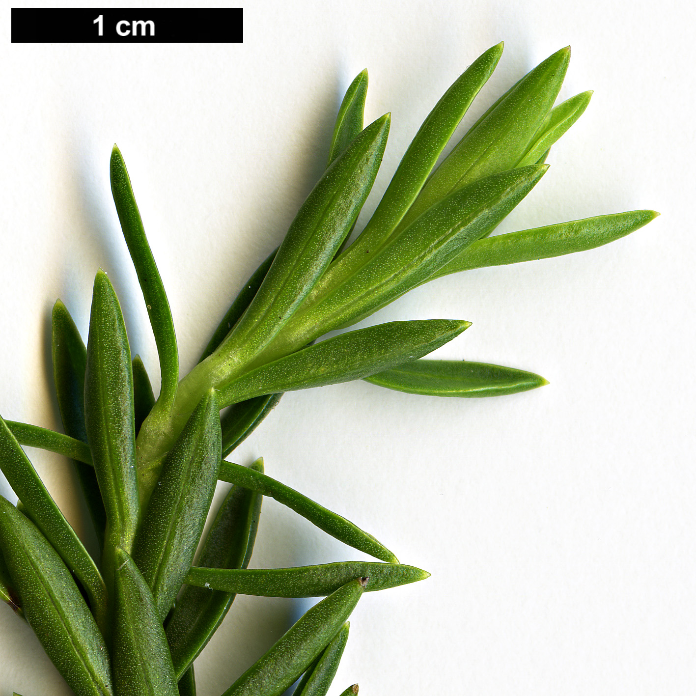 High resolution image: Family: Asteraceae - Genus: Euryops - Taxon: tysonii