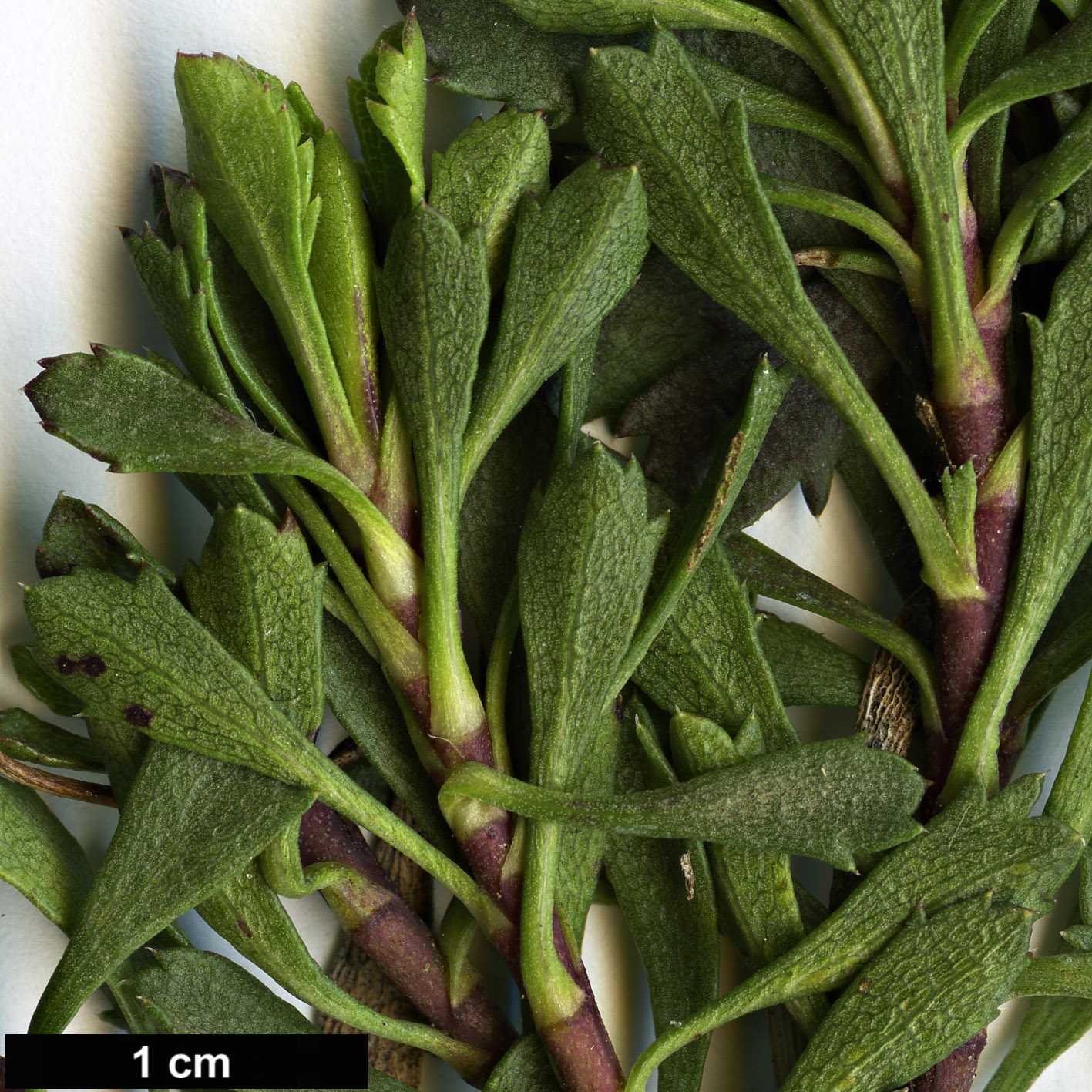High resolution image: Family: Asteraceae - Genus: Haplopappus - Taxon: glutinosus
