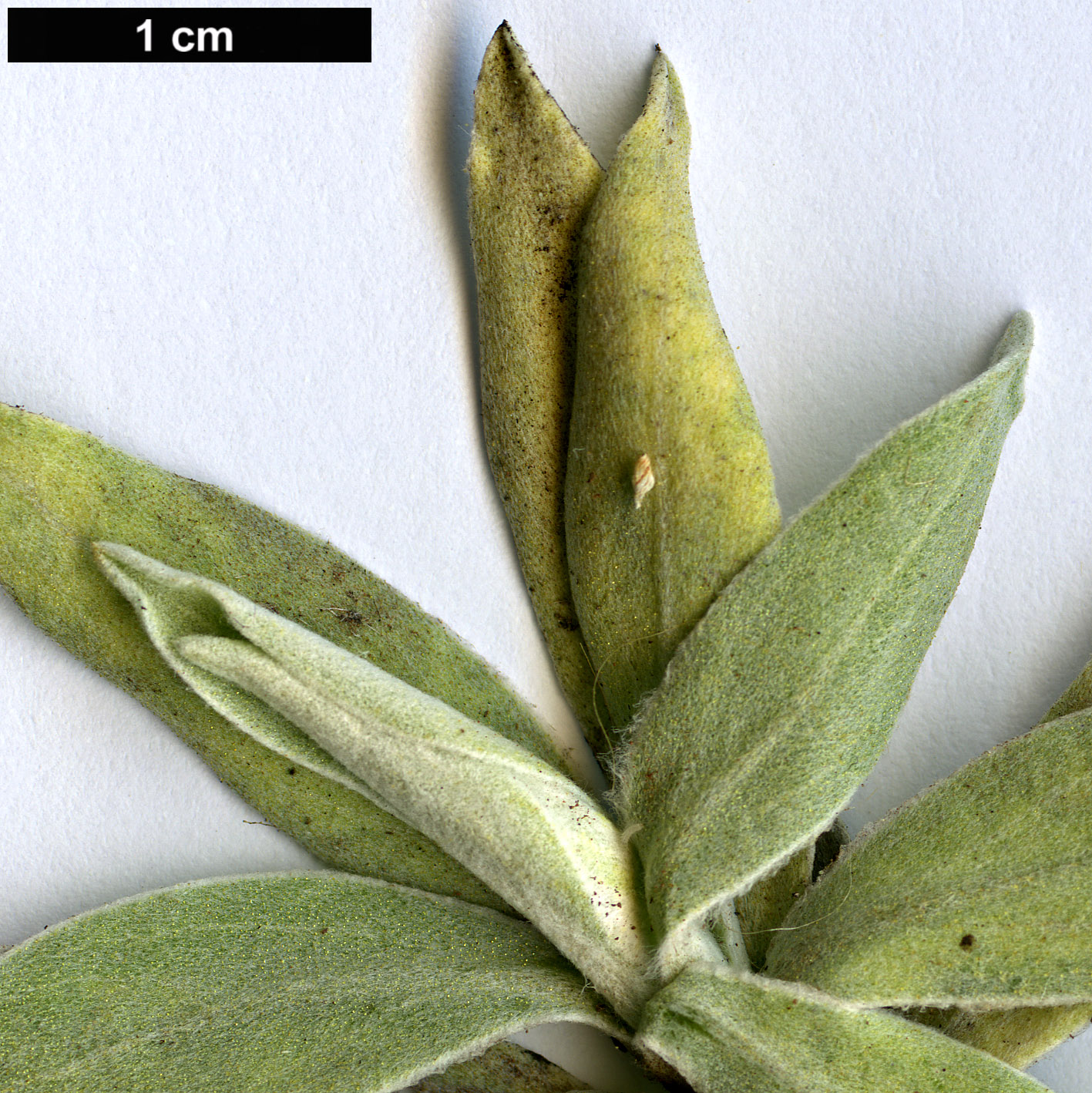 High resolution image: Family: Asteraceae - Genus: Helichrysum - Taxon: melaleucum