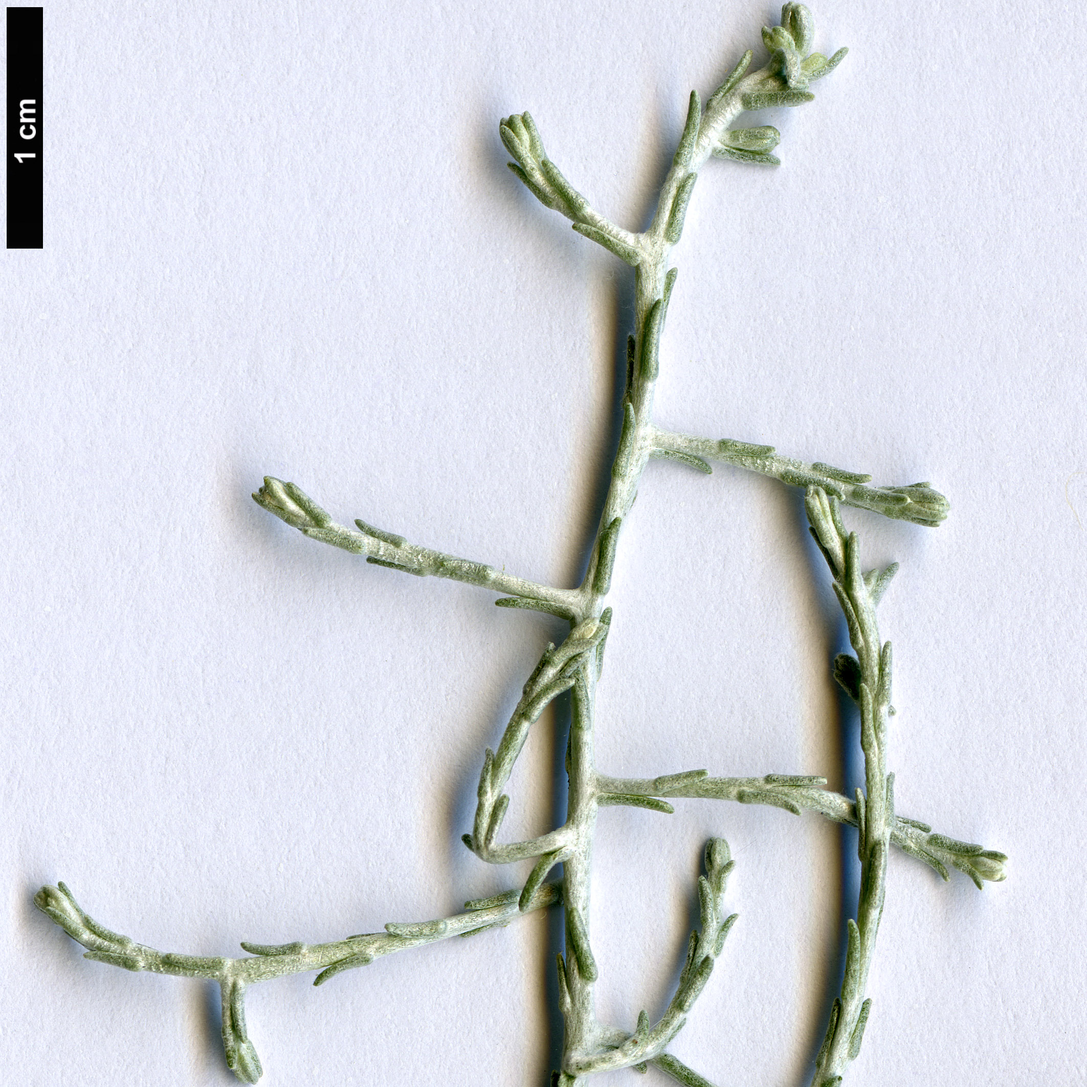 High resolution image: Family: Asteraceae - Genus: Leucophyta - Taxon: brownii