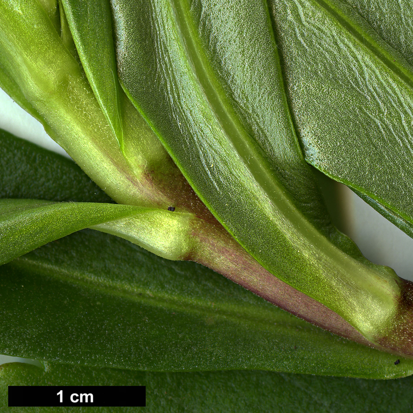 High resolution image: Family: Asteraceae - Genus: Nipponanthemum - Taxon: nipponicum