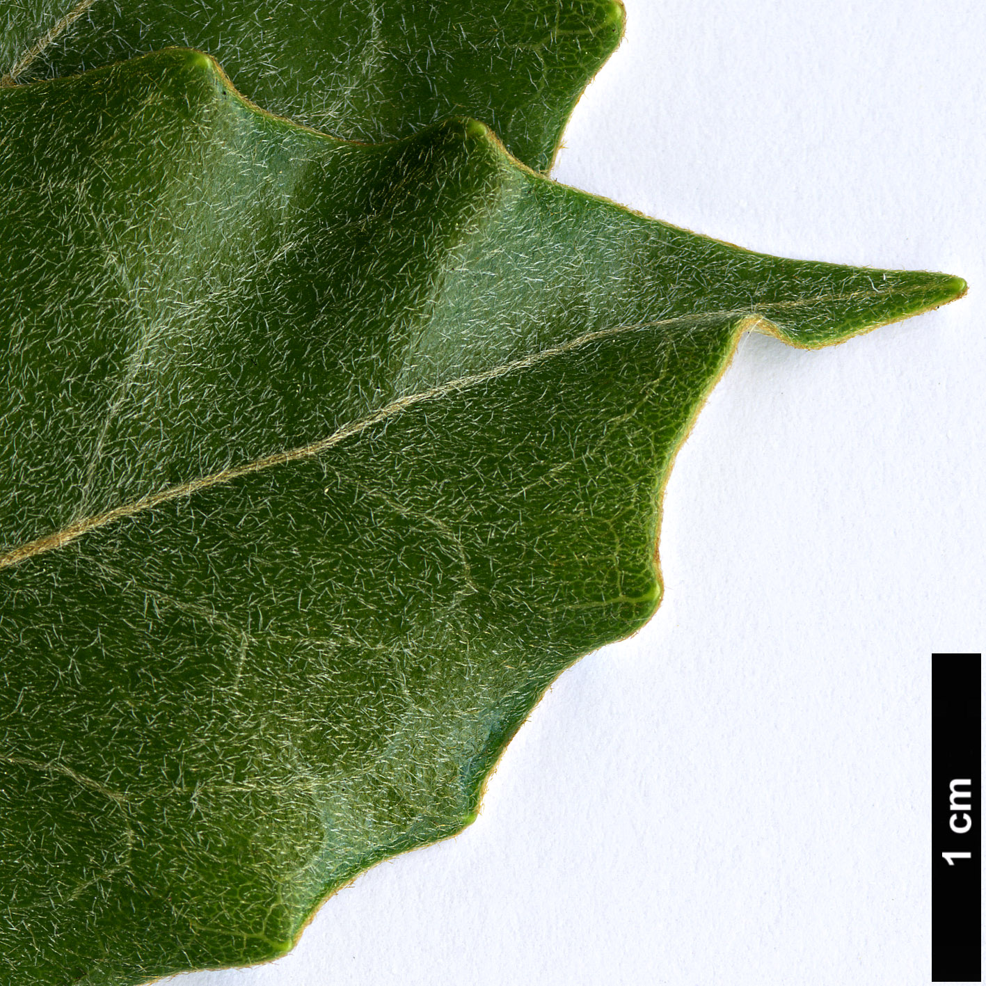 High resolution image: Family: Asteraceae - Genus: Olearia - Taxon: avicenniifolia