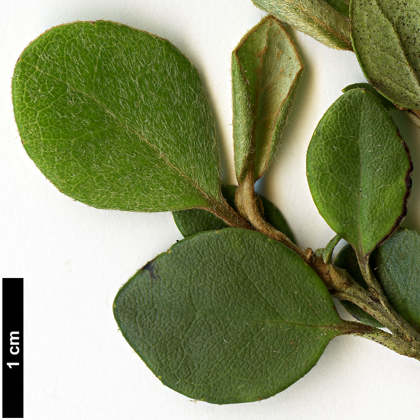 High resolution image: Family: Asteraceae - Genus: Olearia - Taxon: capillaris