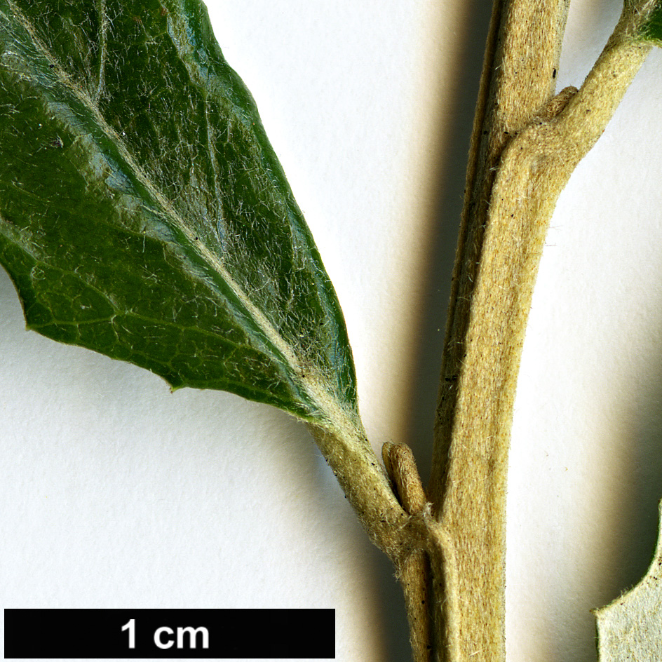 High resolution image: Family: Asteraceae - Genus: Olearia - Taxon: erubescens
