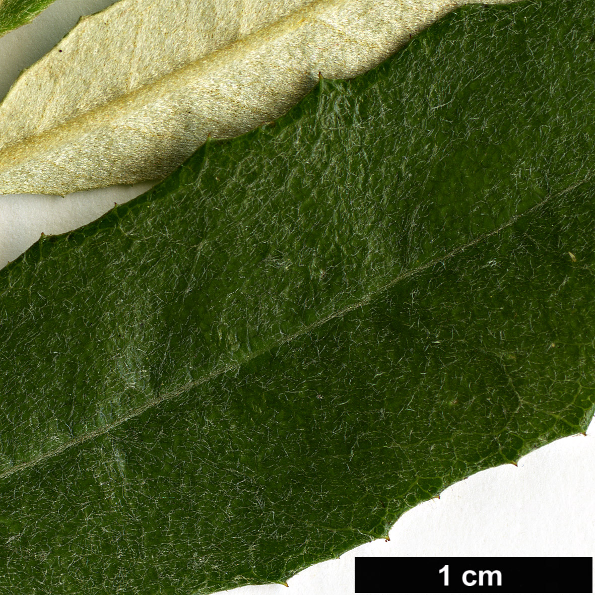 High resolution image: Family: Asteraceae - Genus: Olearia - Taxon: erubescens