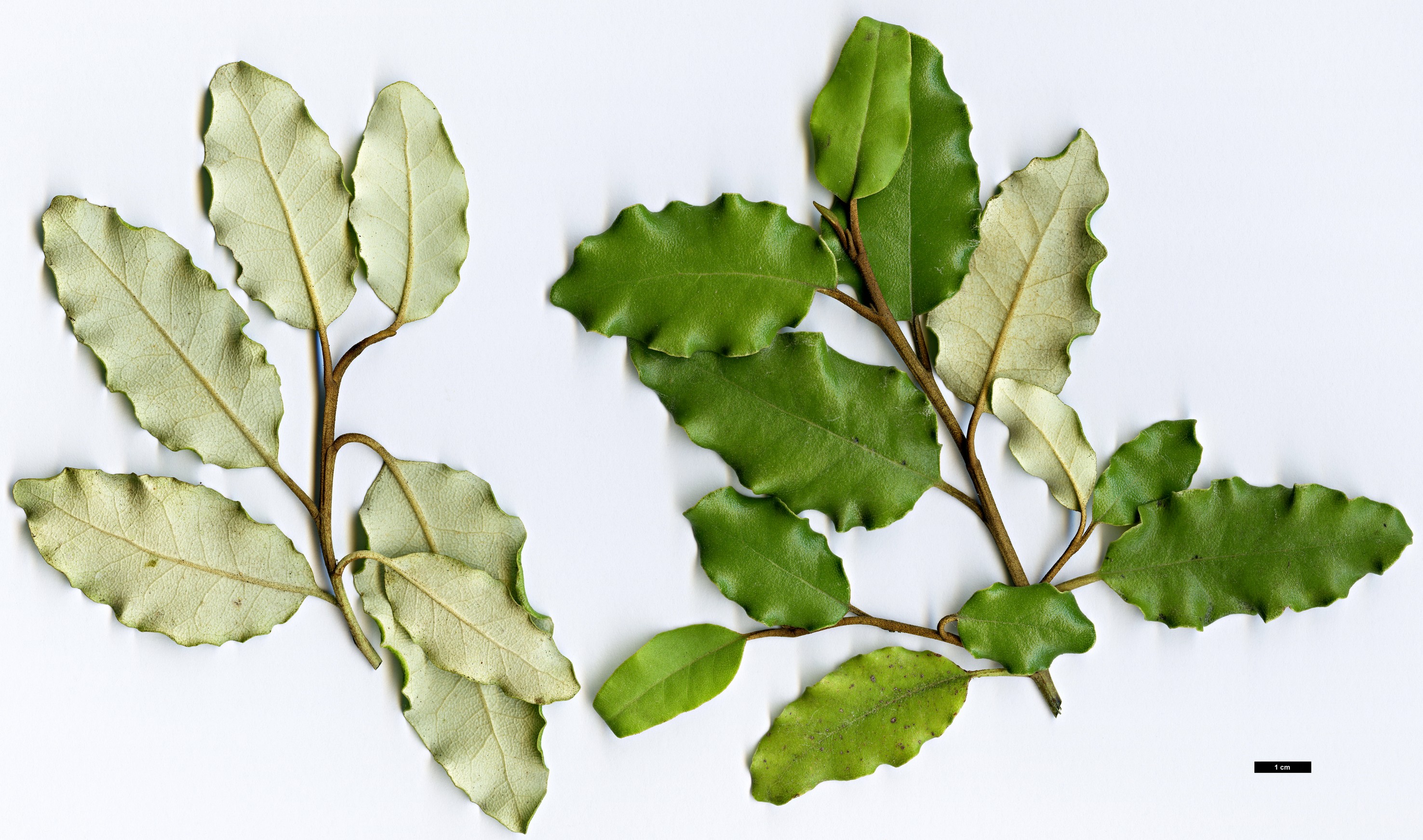 High resolution image: Family: Asteraceae - Genus: Olearia - Taxon: furfuracea