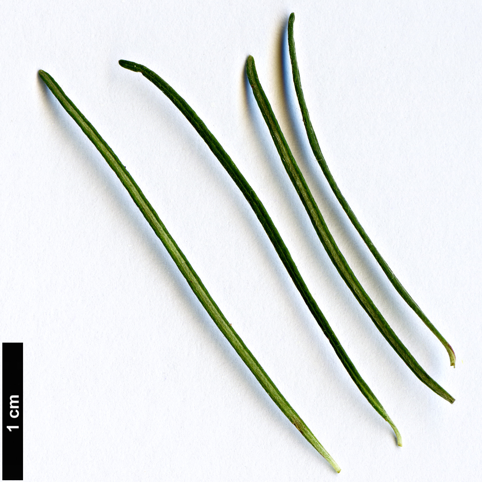 High resolution image: Family: Asteraceae - Genus: Olearia - Taxon: lineata