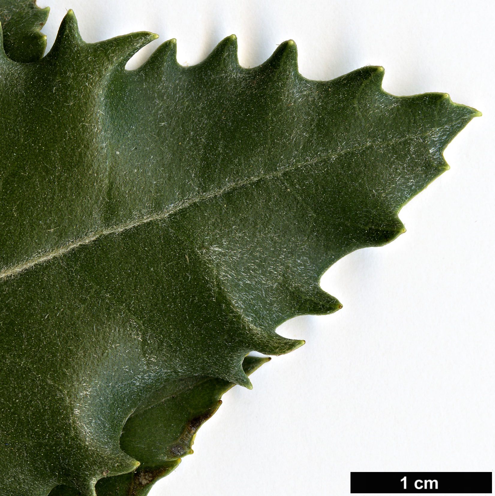 High resolution image: Family: Asteraceae - Genus: Olearia - Taxon: macrodonta - SpeciesSub: 'Major'
