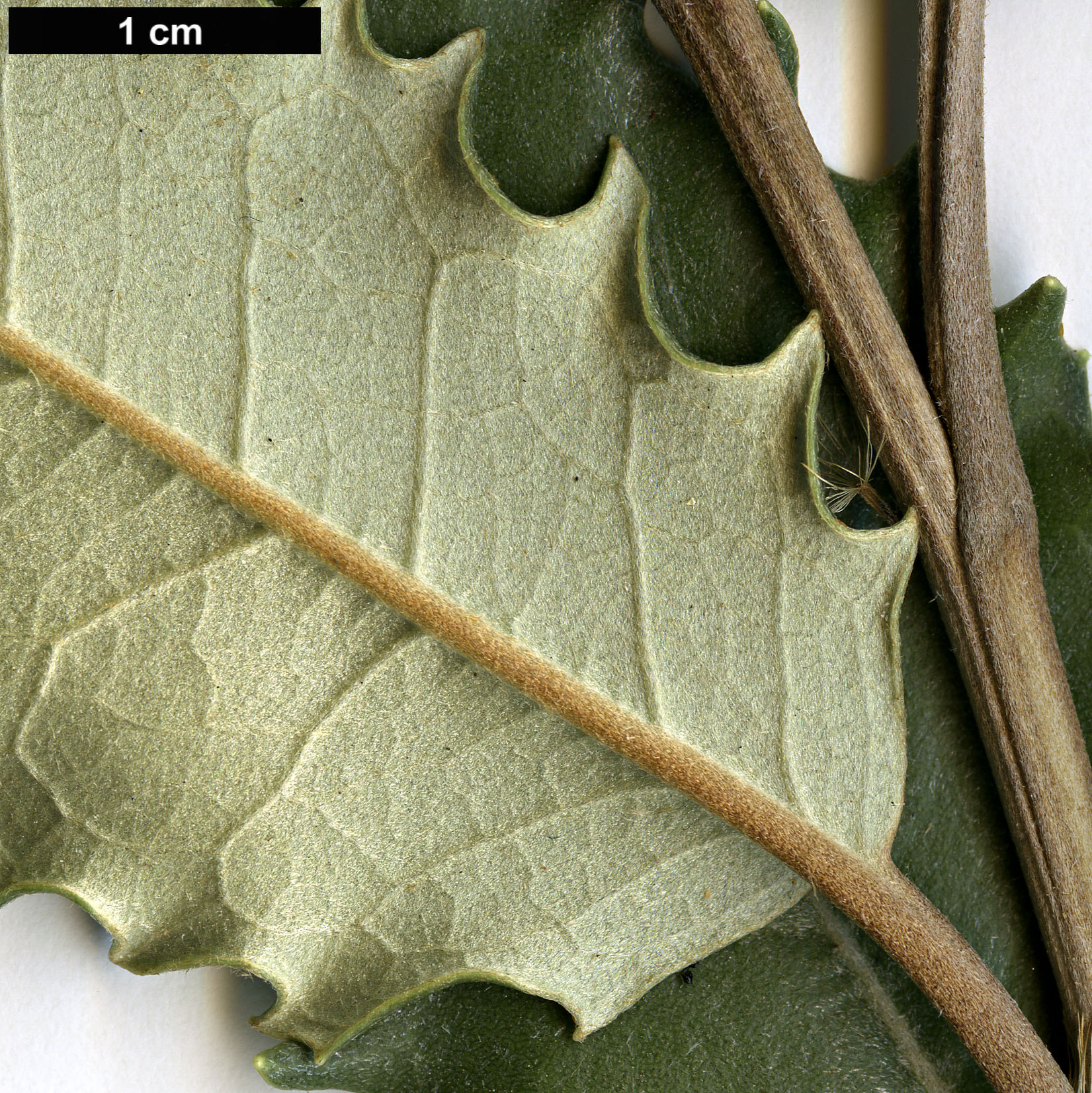 High resolution image: Family: Asteraceae - Genus: Olearia - Taxon: macrodonta - SpeciesSub: 'Major'