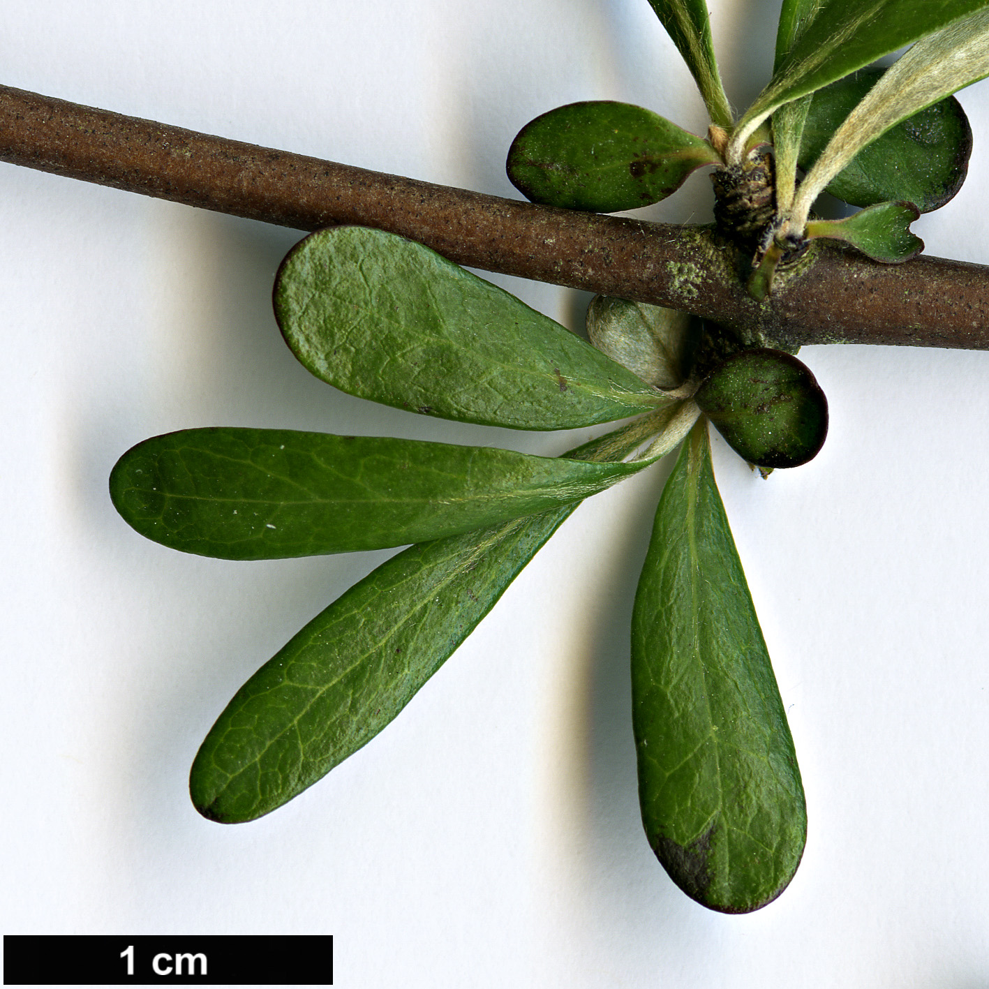 High resolution image: Family: Asteraceae - Genus: Olearia - Taxon: odorata