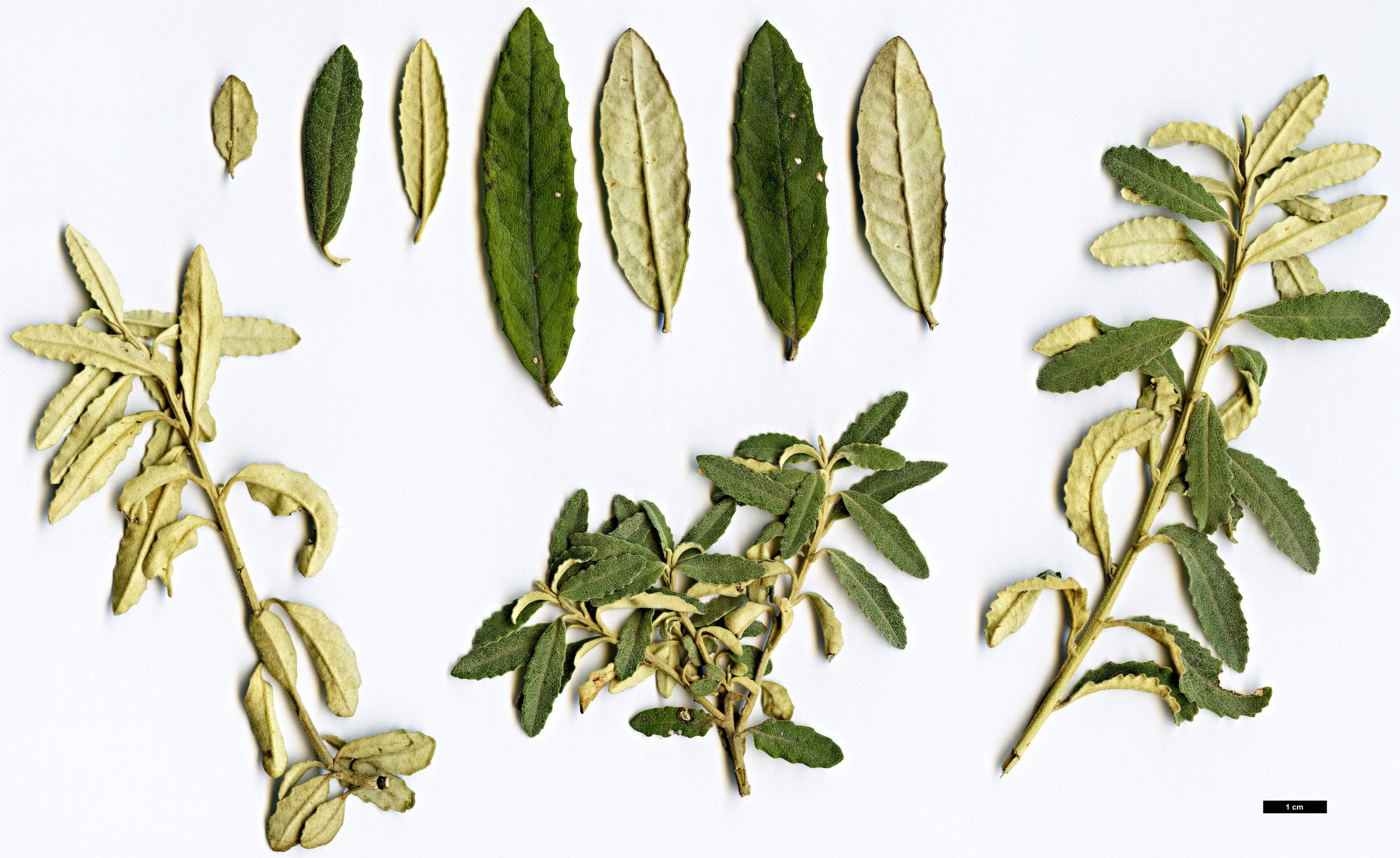 High resolution image: Family: Asteraceae - Genus: Olearia - Taxon: phlogopappa