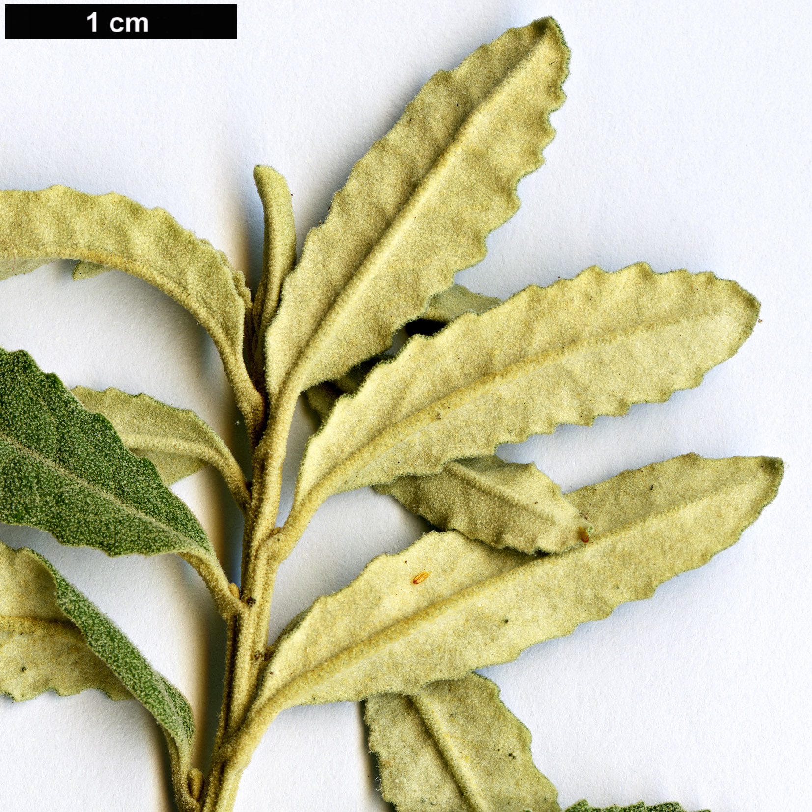 High resolution image: Family: Asteraceae - Genus: Olearia - Taxon: phlogopappa