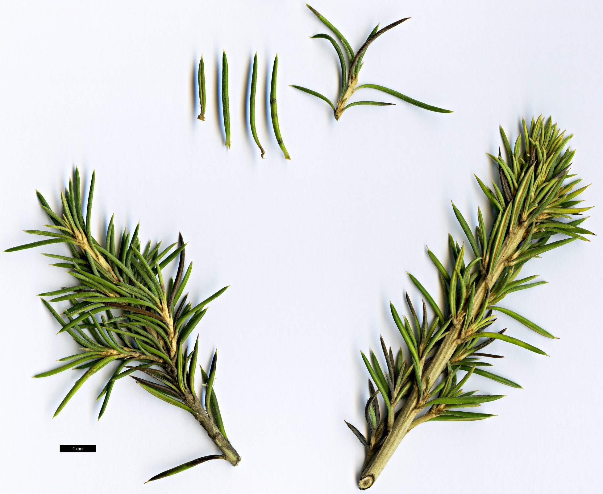 High resolution image: Family: Asteraceae - Genus: Olearia - Taxon: pinifolia