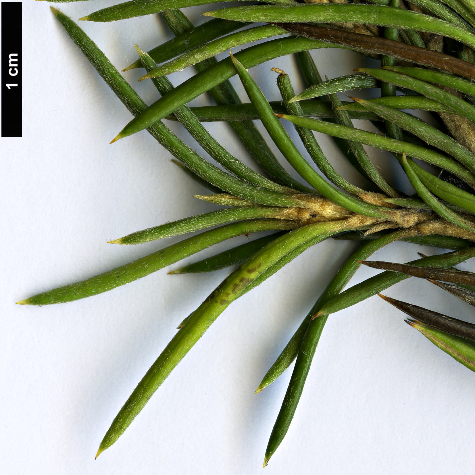 High resolution image: Family: Asteraceae - Genus: Olearia - Taxon: pinifolia