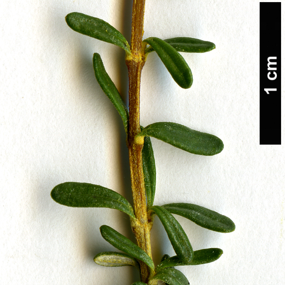 High resolution image: Family: Asteraceae - Genus: Olearia - Taxon: virgata