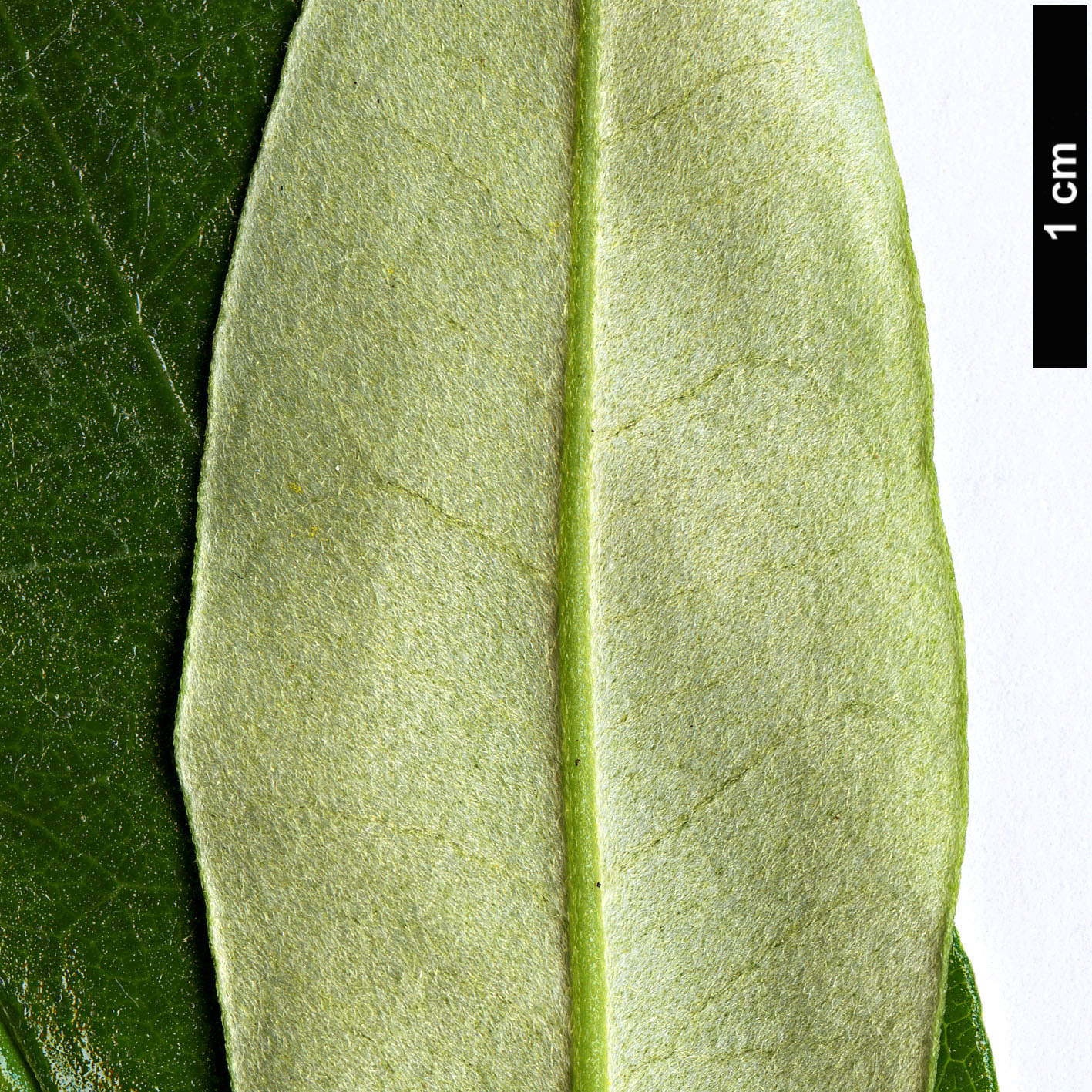 High resolution image: Family: Asteraceae - Genus: Olearia - Taxon: viscosa