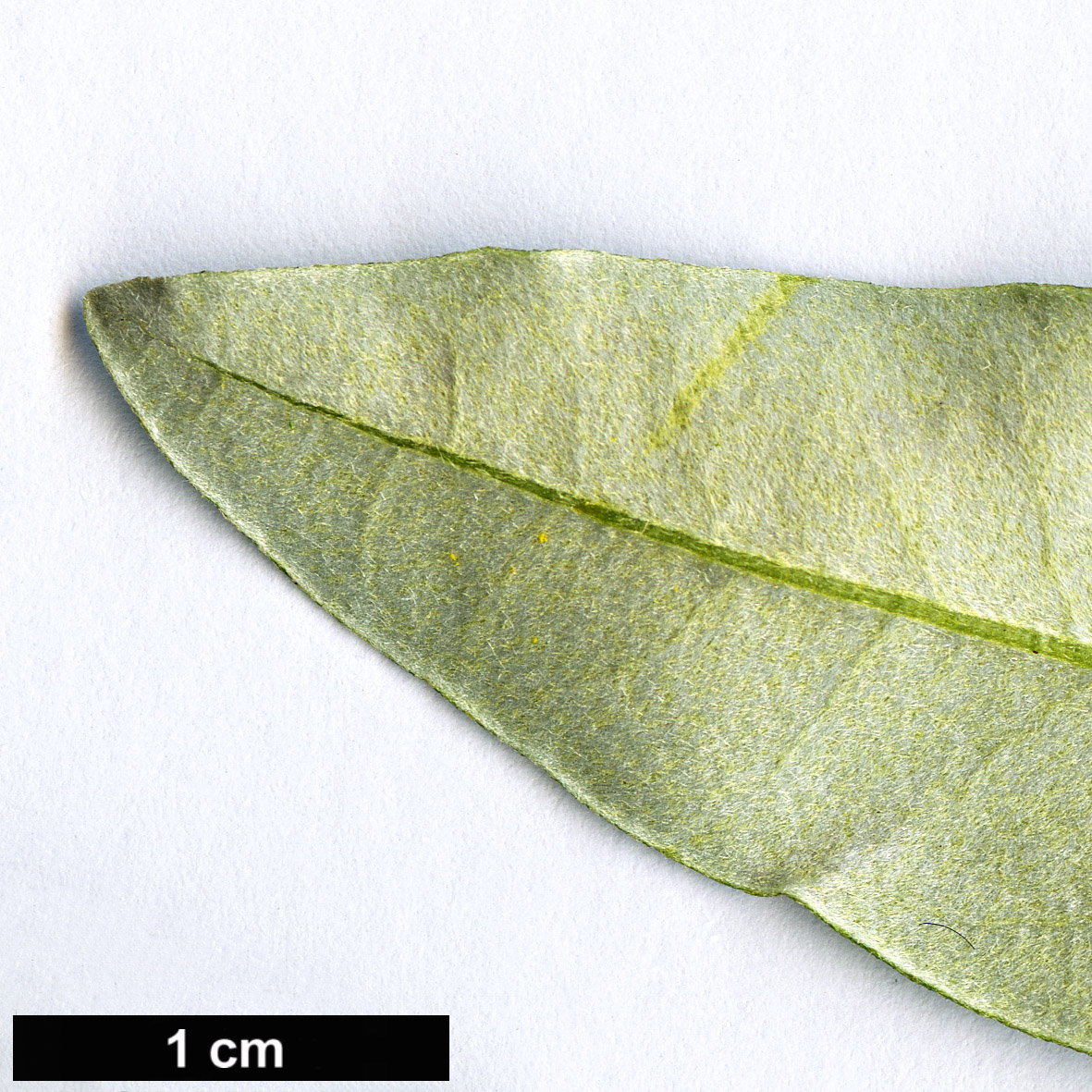 High resolution image: Family: Asteraceae - Genus: Olearia - Taxon: viscosa
