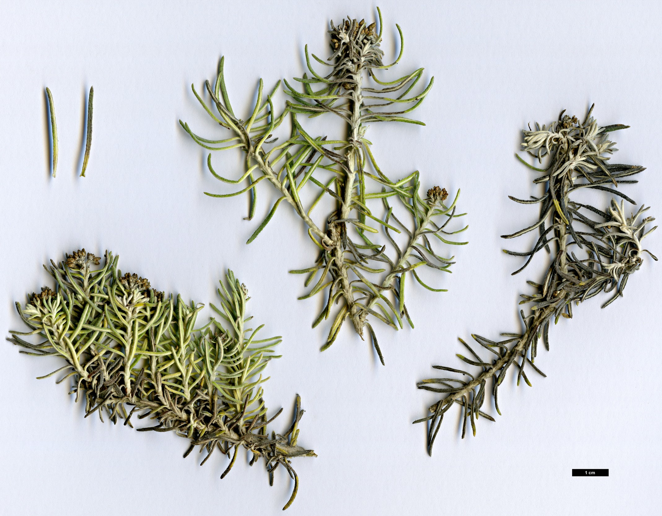 High resolution image: Family: Asteraceae - Genus: Ozothamnus - Taxon: rosmarinifolius
