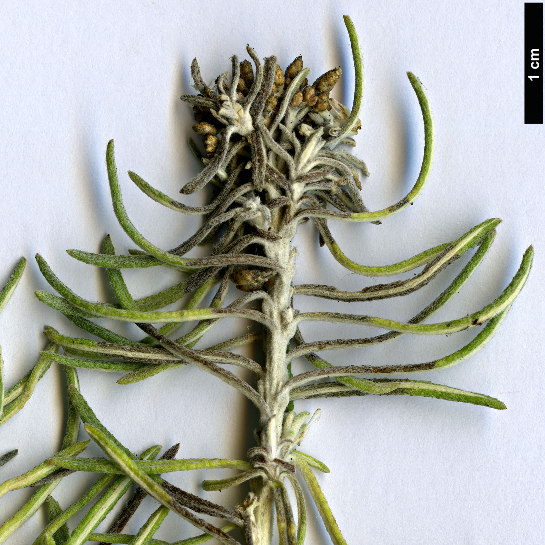 High resolution image: Family: Asteraceae - Genus: Ozothamnus - Taxon: rosmarinifolius