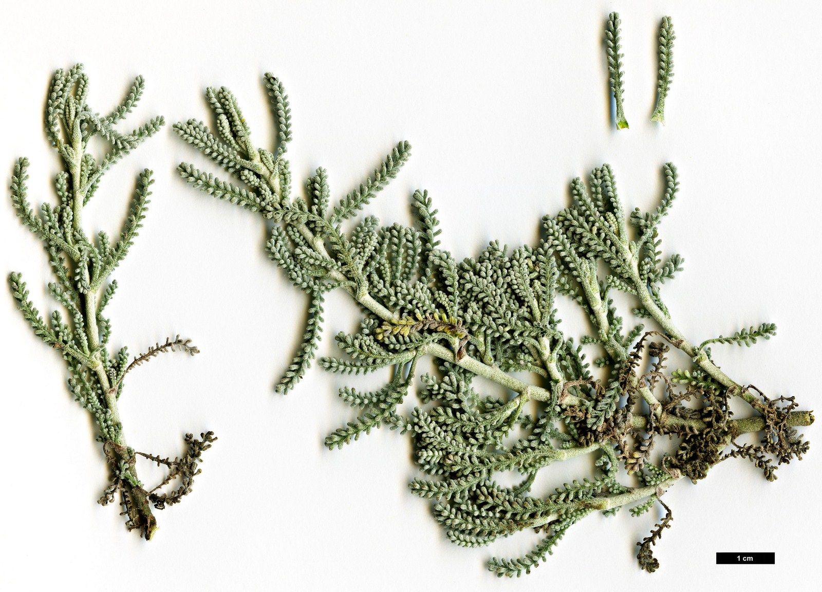 High resolution image: Family: Asteraceae - Genus: Santolina - Taxon: chamaecyparissus