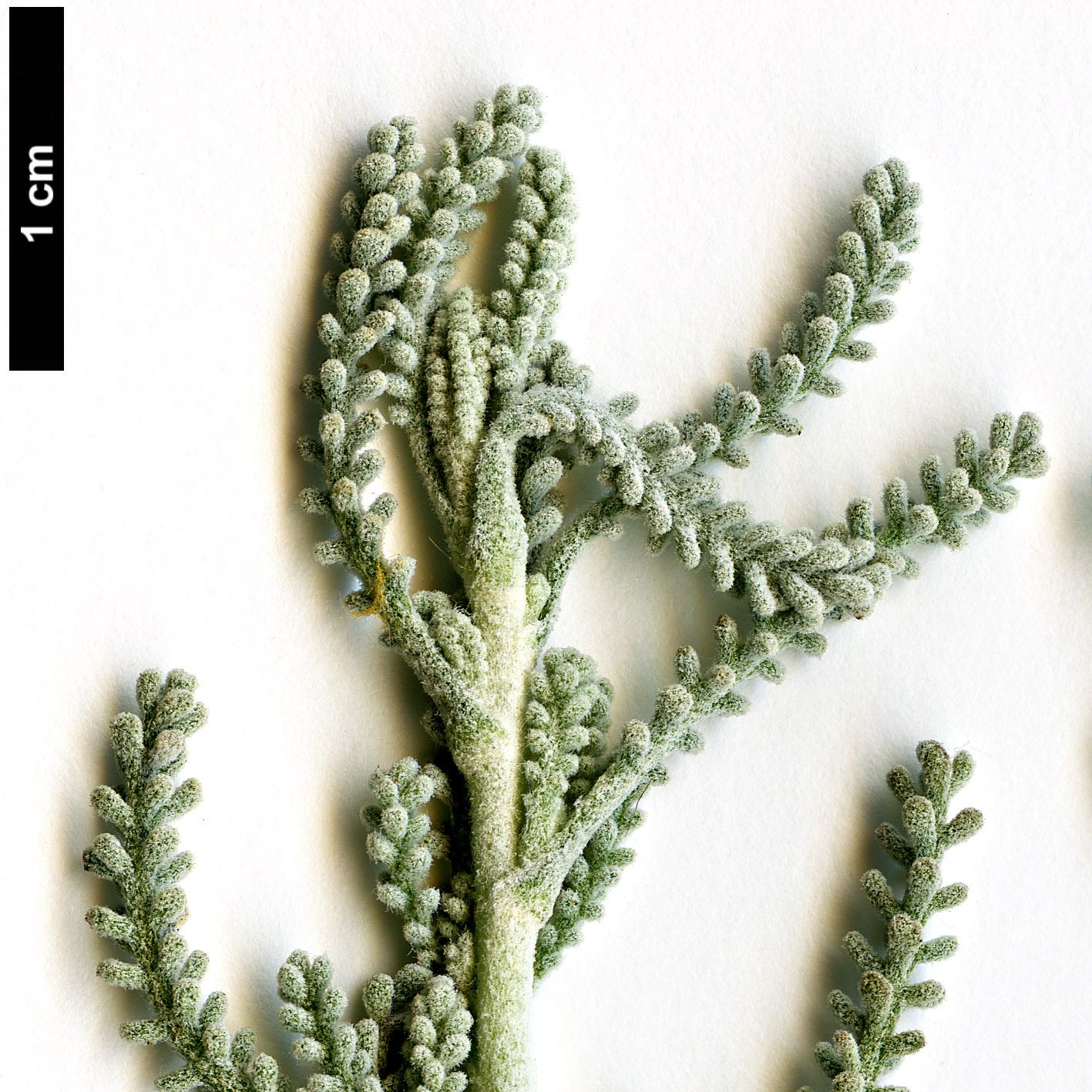 High resolution image: Family: Asteraceae - Genus: Santolina - Taxon: chamaecyparissus