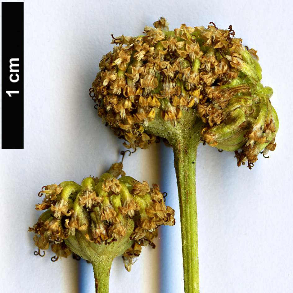 High resolution image: Family: Asteraceae - Genus: Santolina - Taxon: corsica