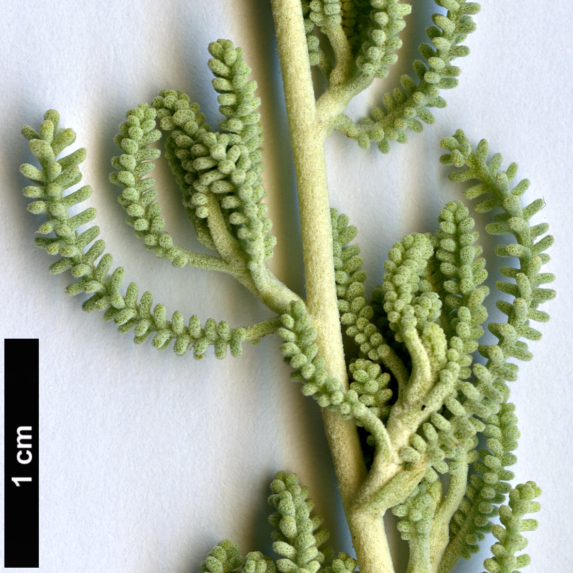 High resolution image: Family: Asteraceae - Genus: Santolina - Taxon: corsica