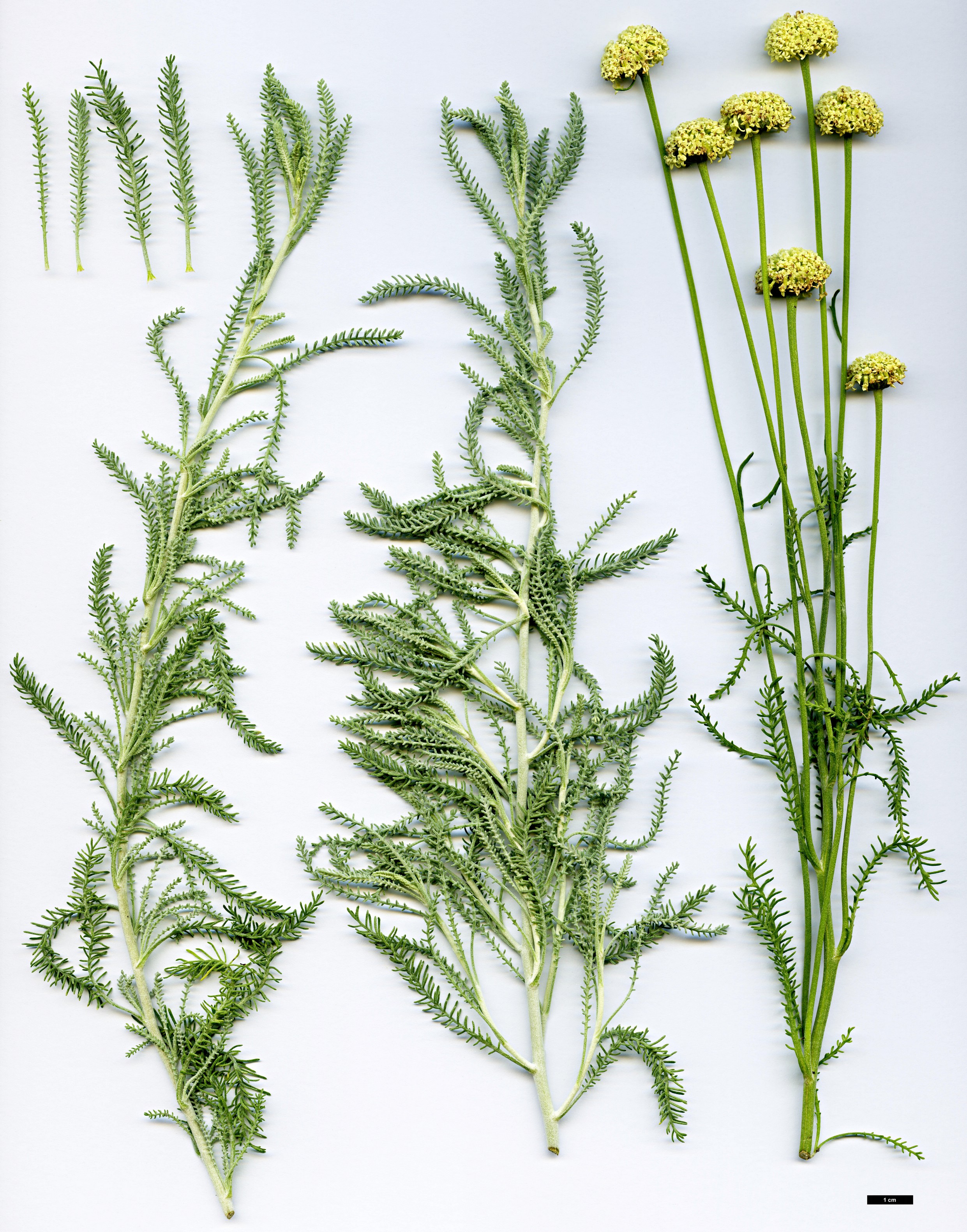 High resolution image: Family: Asteraceae - Genus: Santolina - Taxon: etrusca