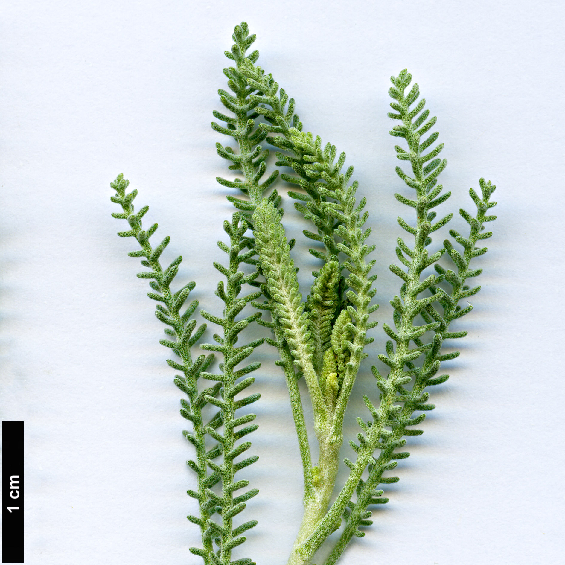 High resolution image: Family: Asteraceae - Genus: Santolina - Taxon: etrusca
