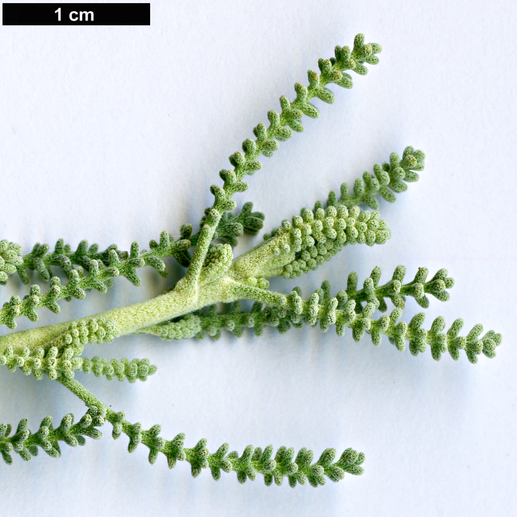 High resolution image: Family: Asteraceae - Genus: Santolina - Taxon: insularis