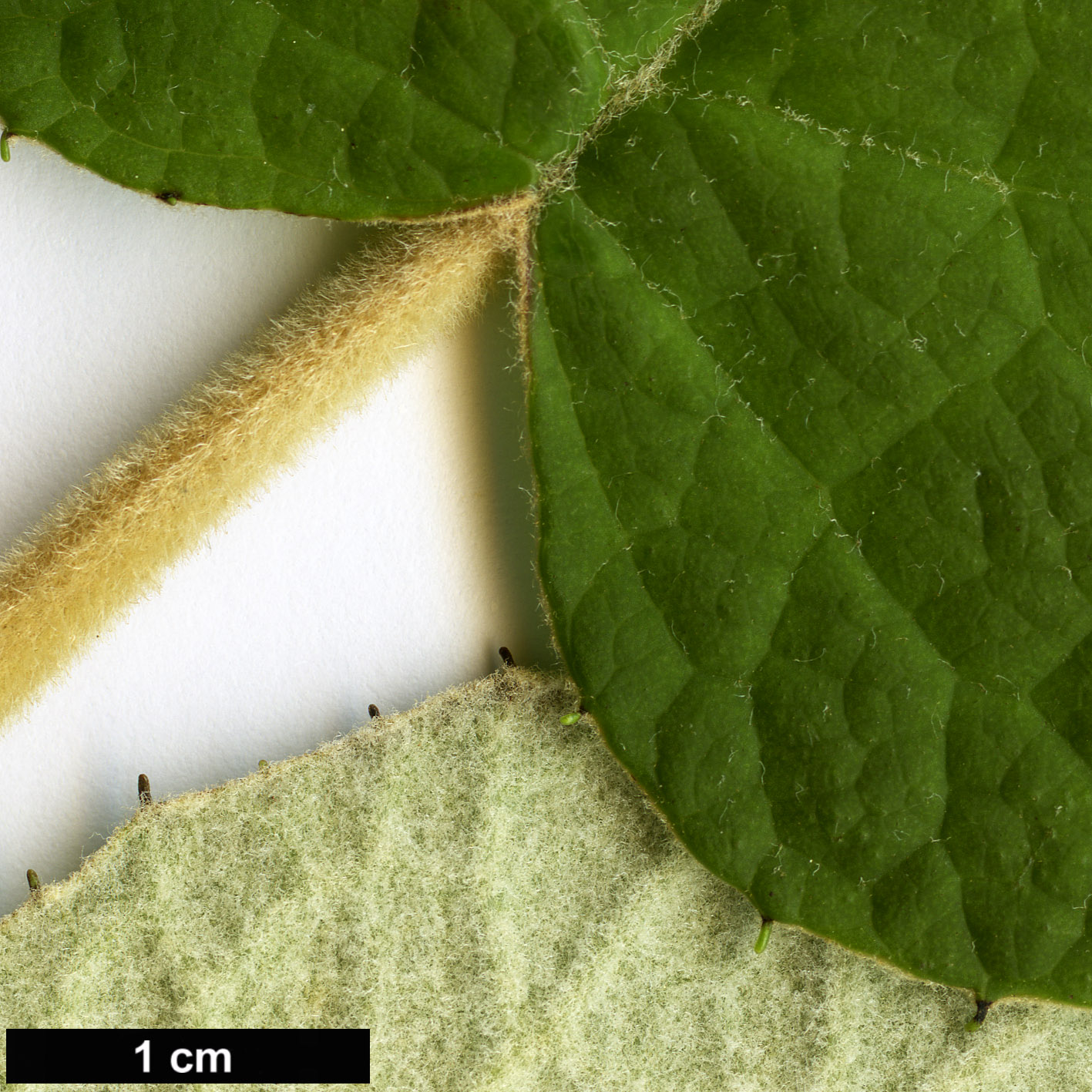 High resolution image: Family: Asteraceae - Genus: Senecio - Taxon: aschenbornianus