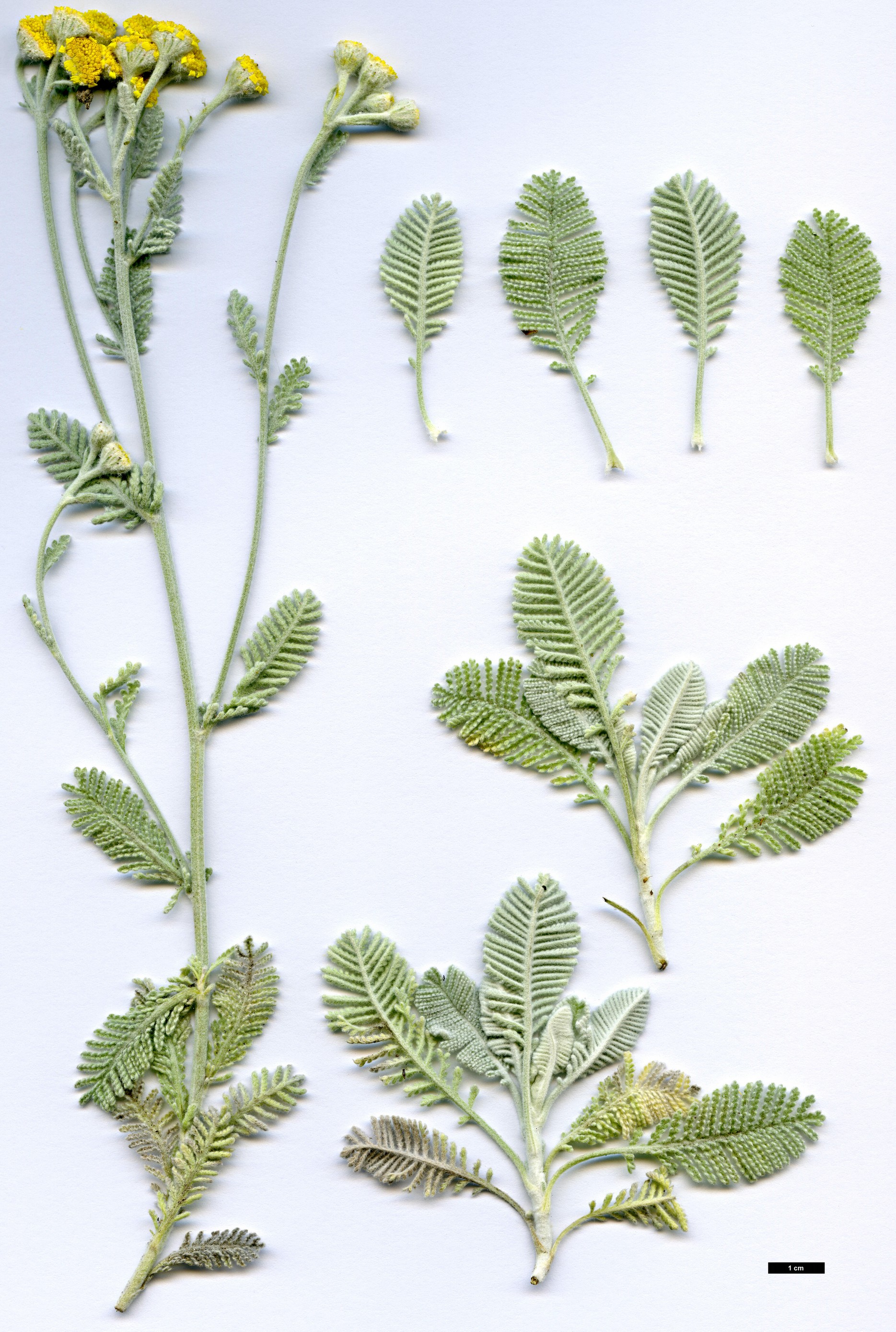High resolution image: Family: Asteraceae - Genus: Tanacetum - Taxon: densum