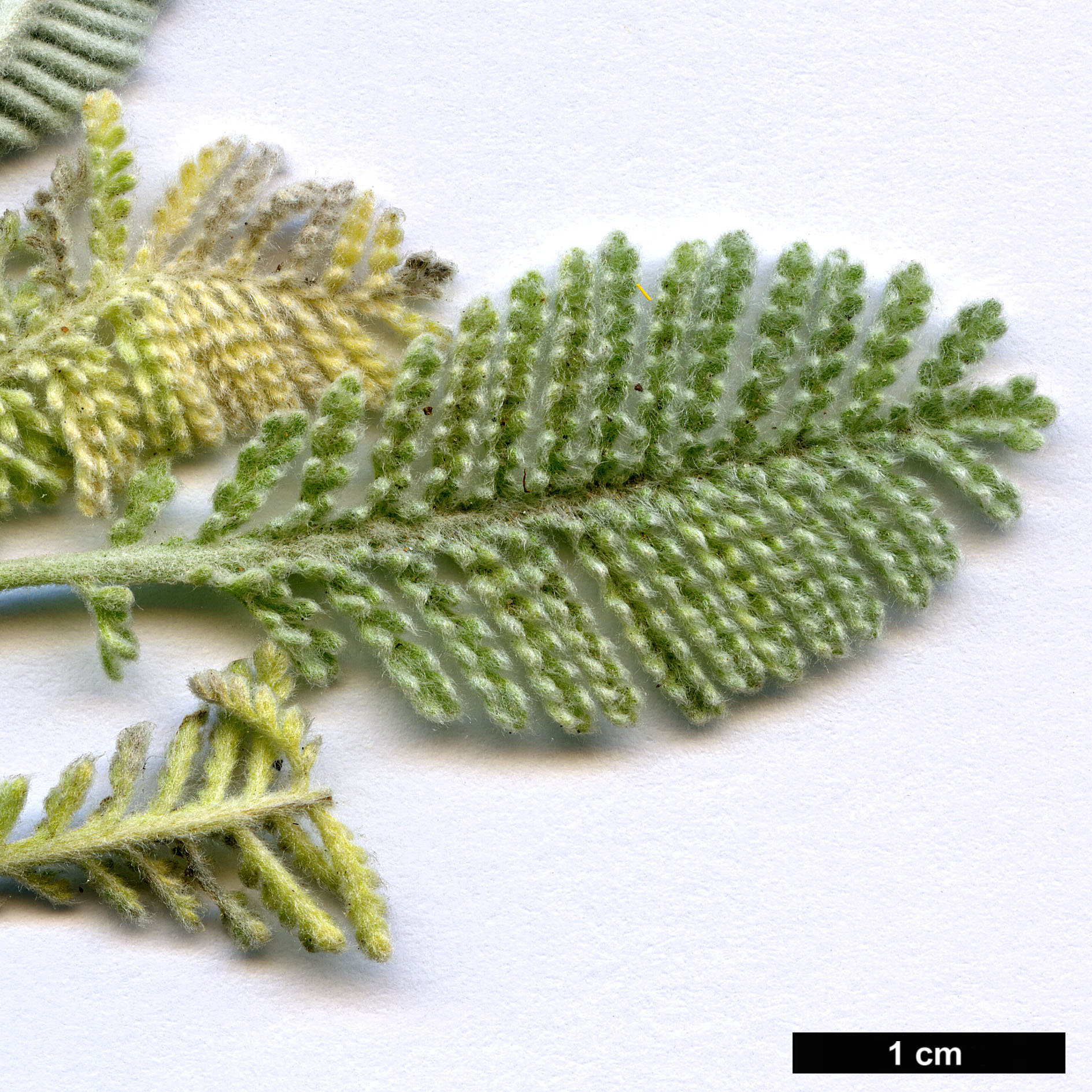 High resolution image: Family: Asteraceae - Genus: Tanacetum - Taxon: densum